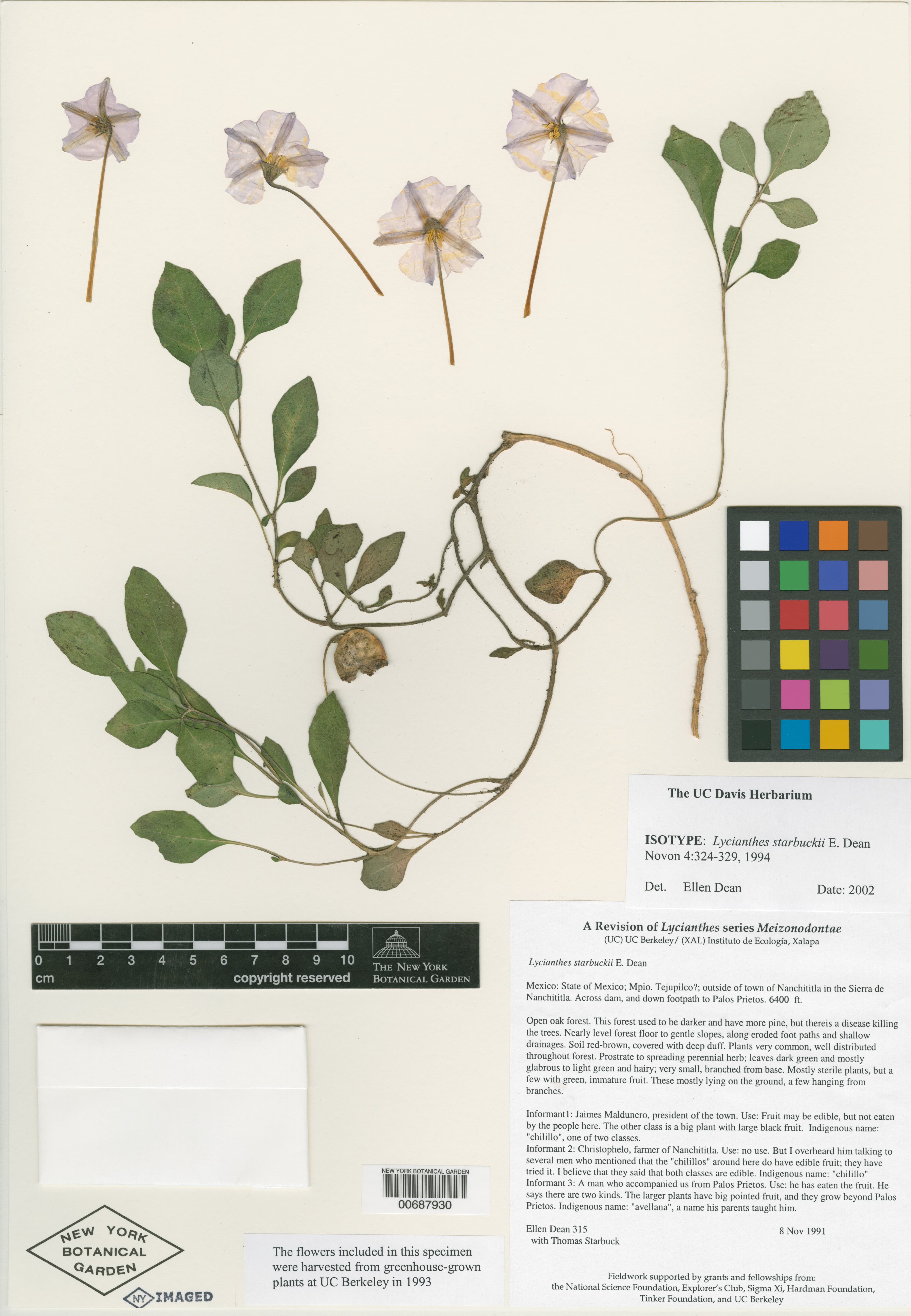 Lycianthes starbuckii