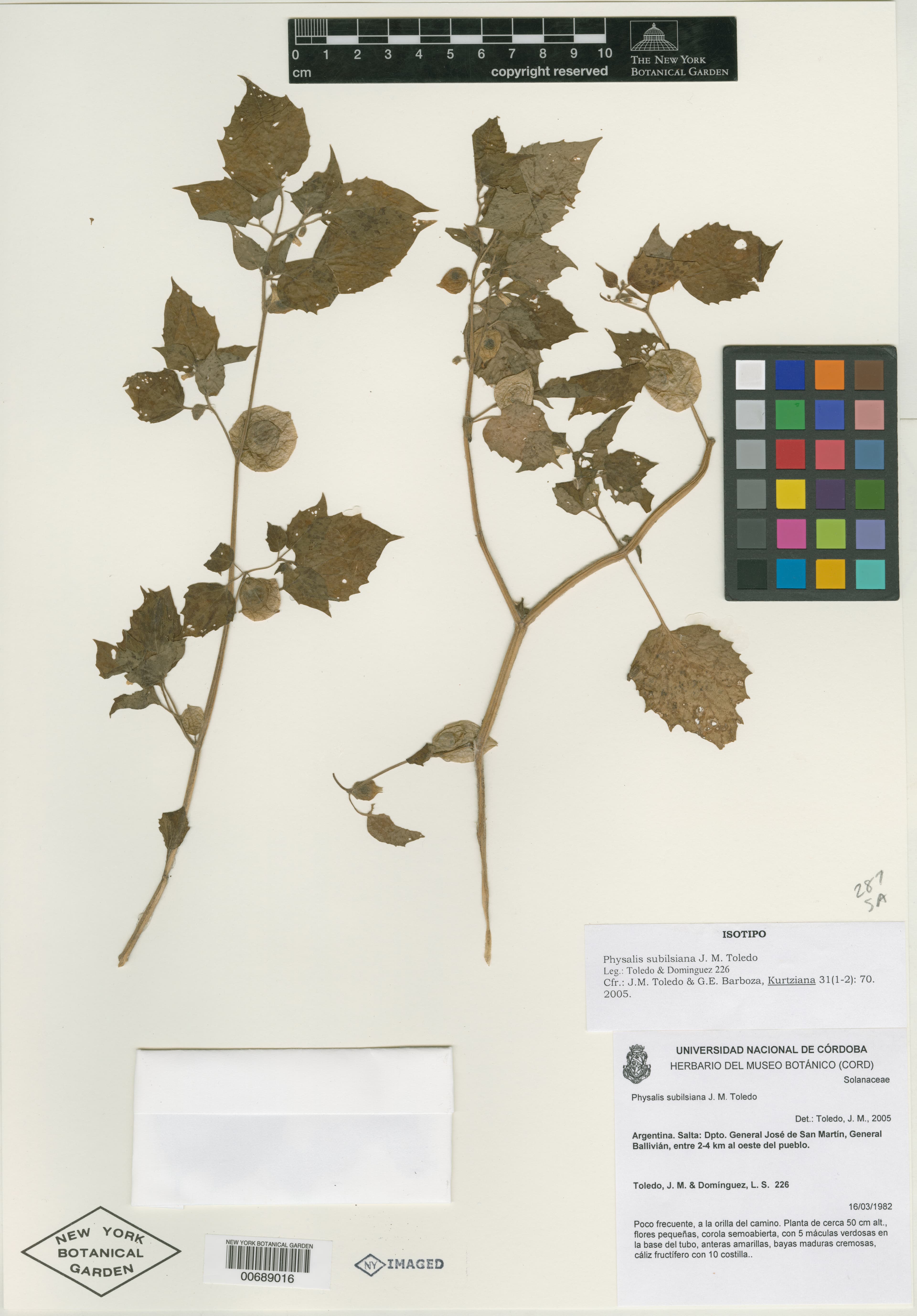 Physalis subilsiana
