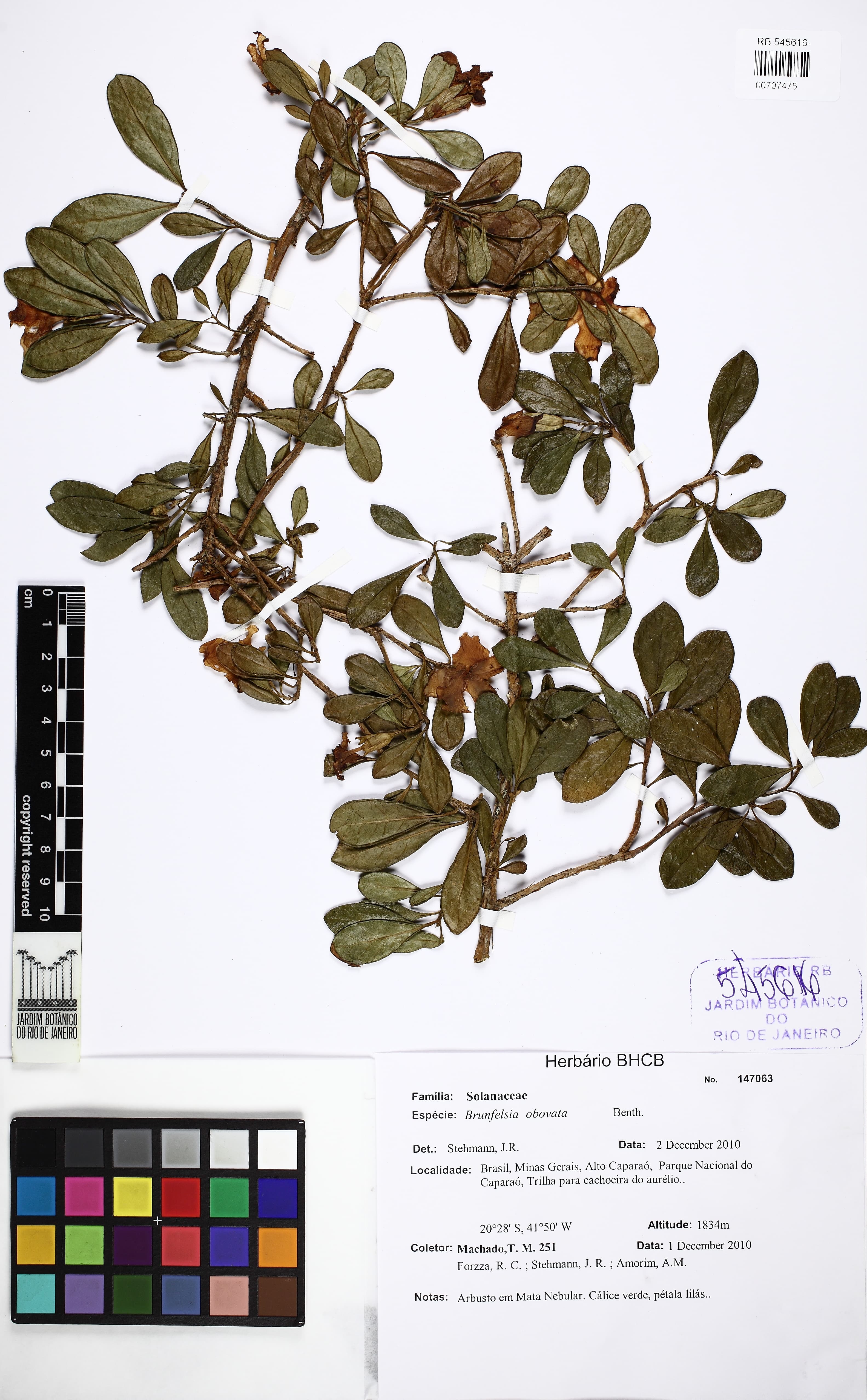 Brunfelsia obovata