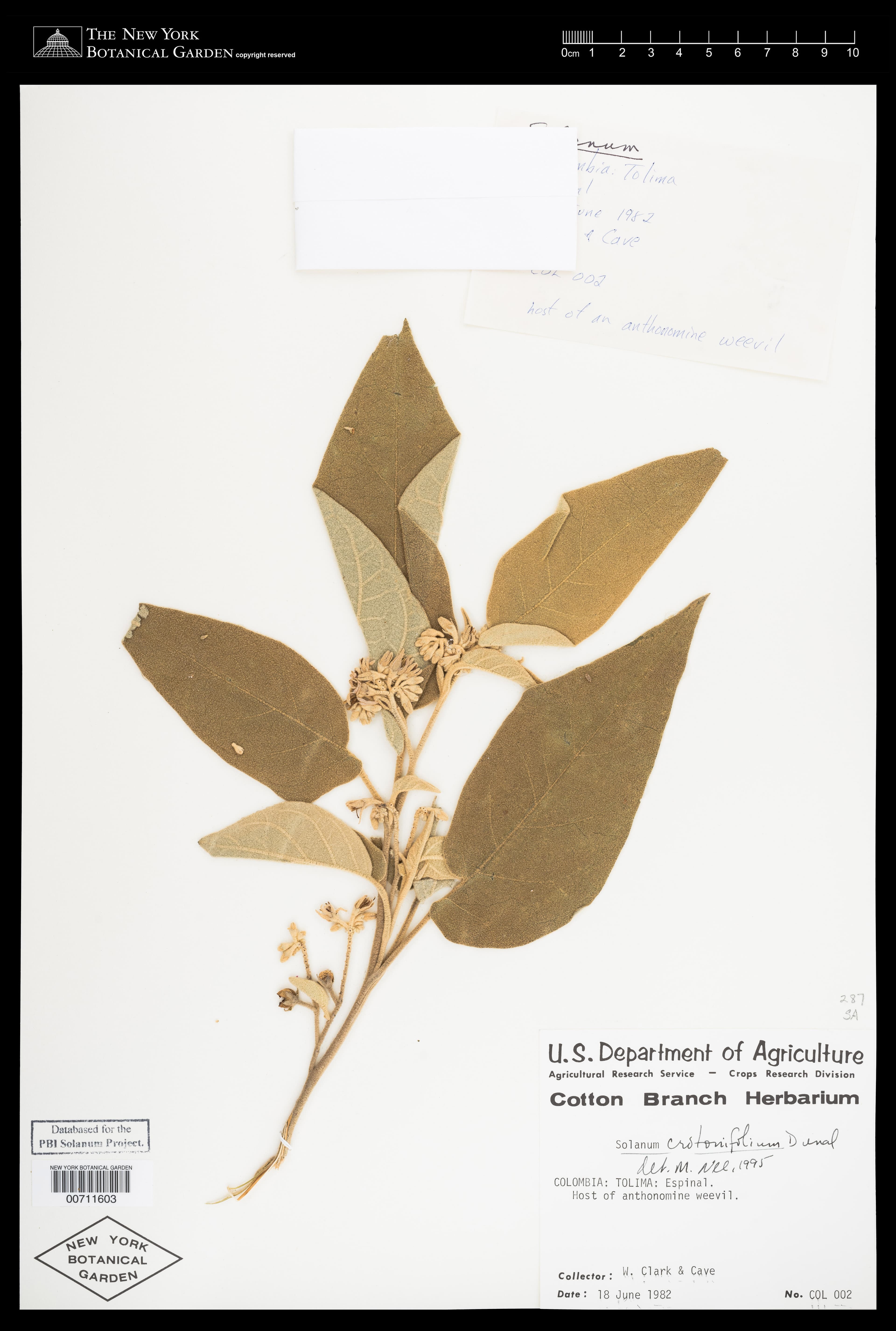 Solanum crotonifolium