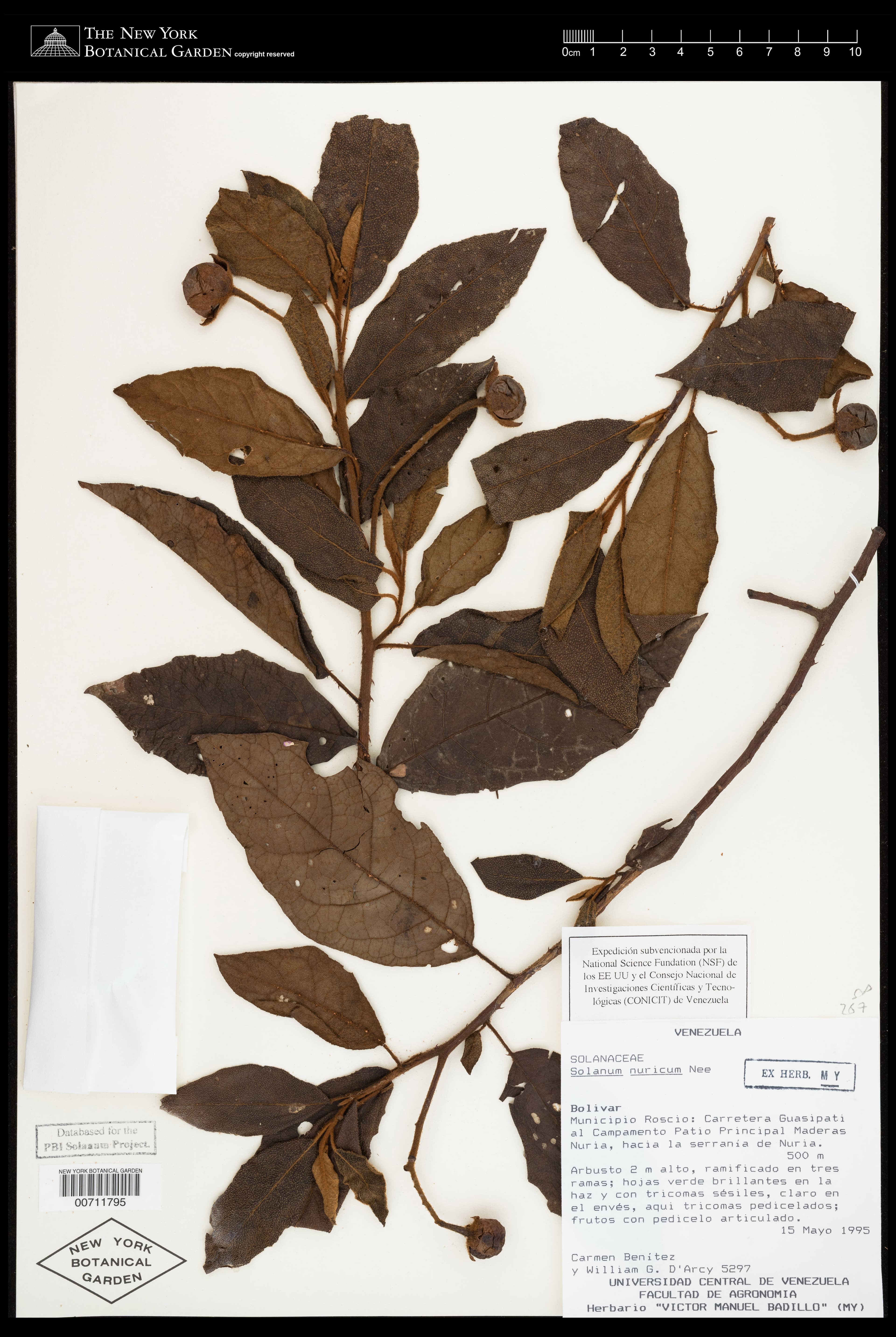 Solanum nuricum