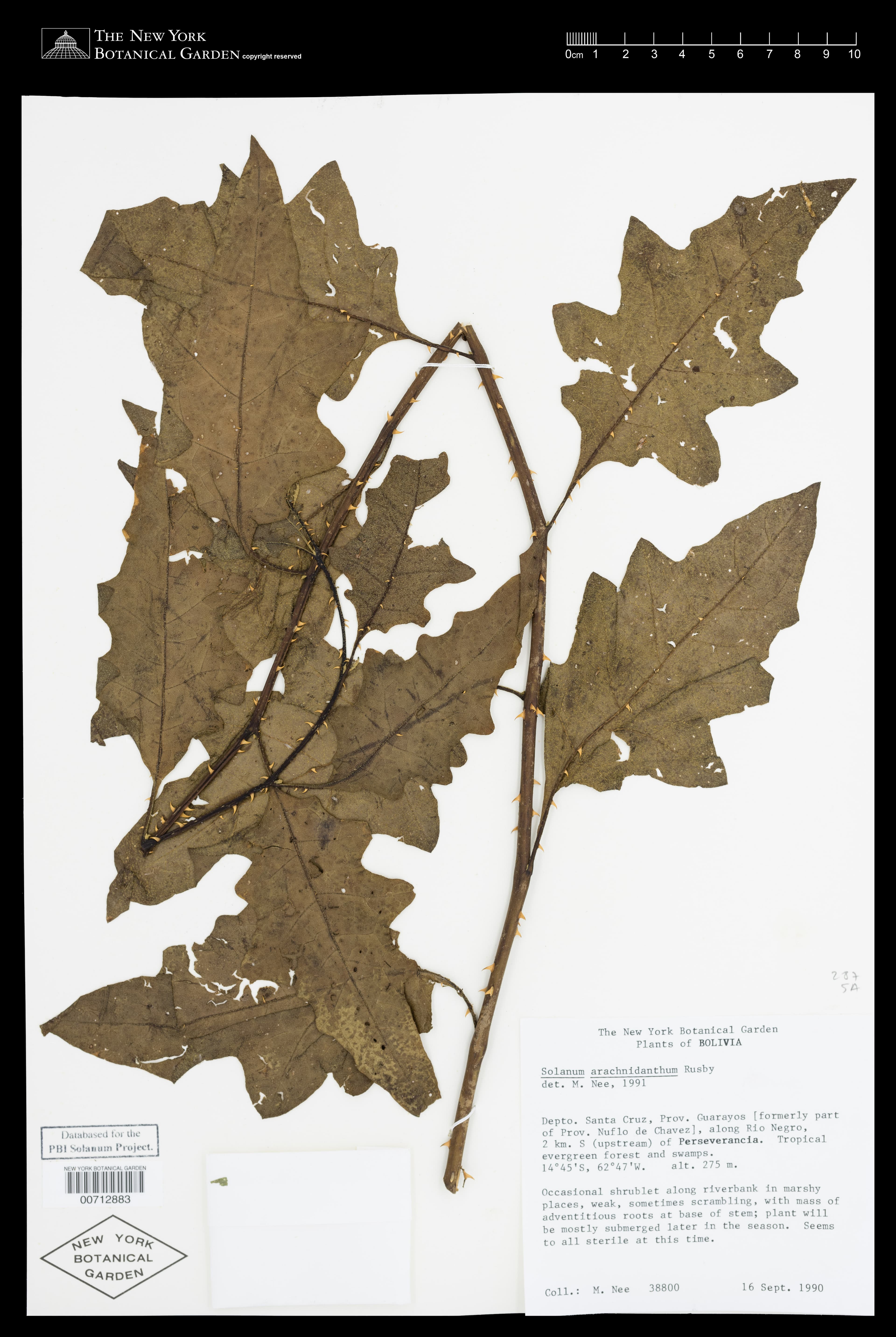 Solanum arachnidanthum
