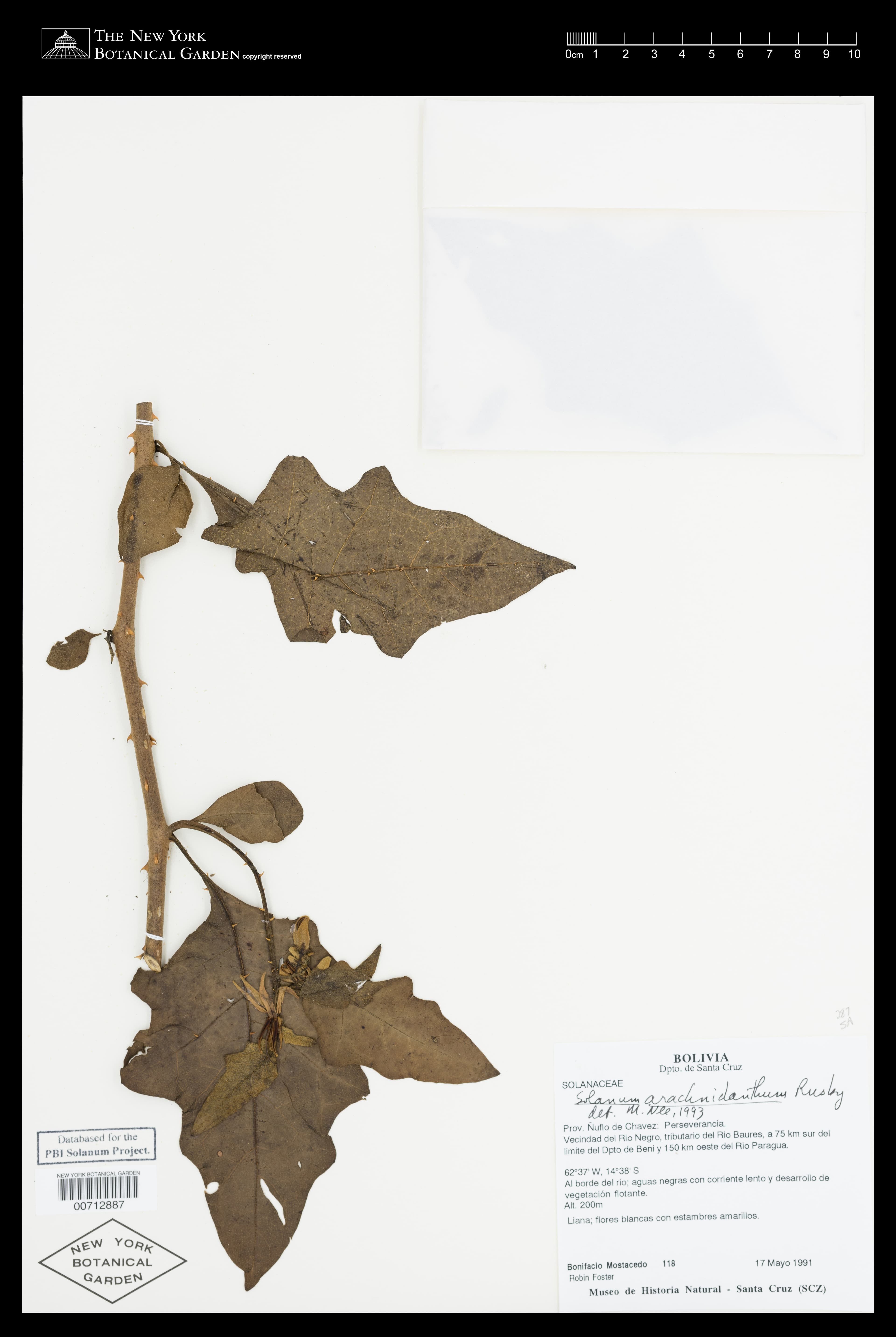 Solanum arachnidanthum