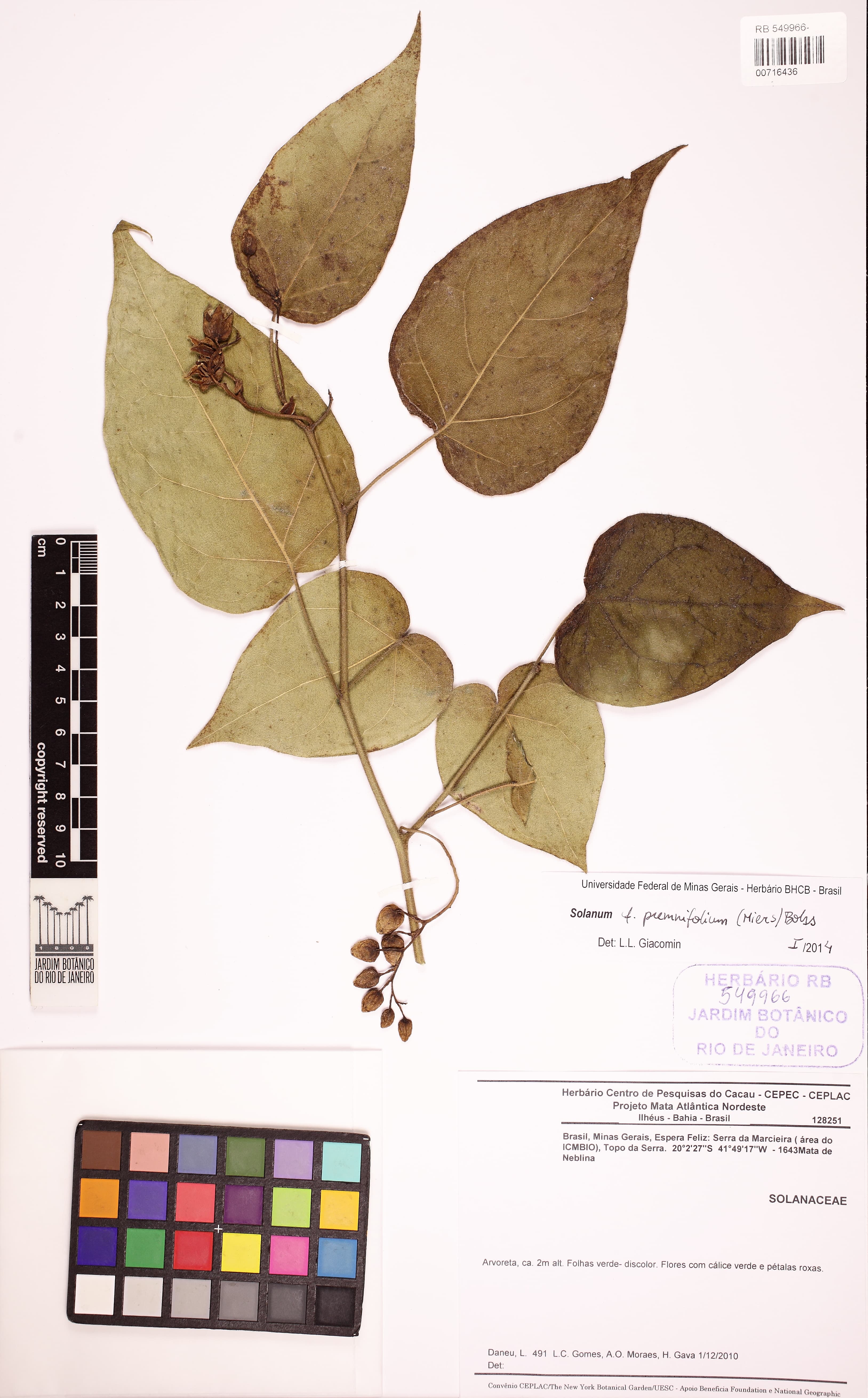 Solanum premnifolium