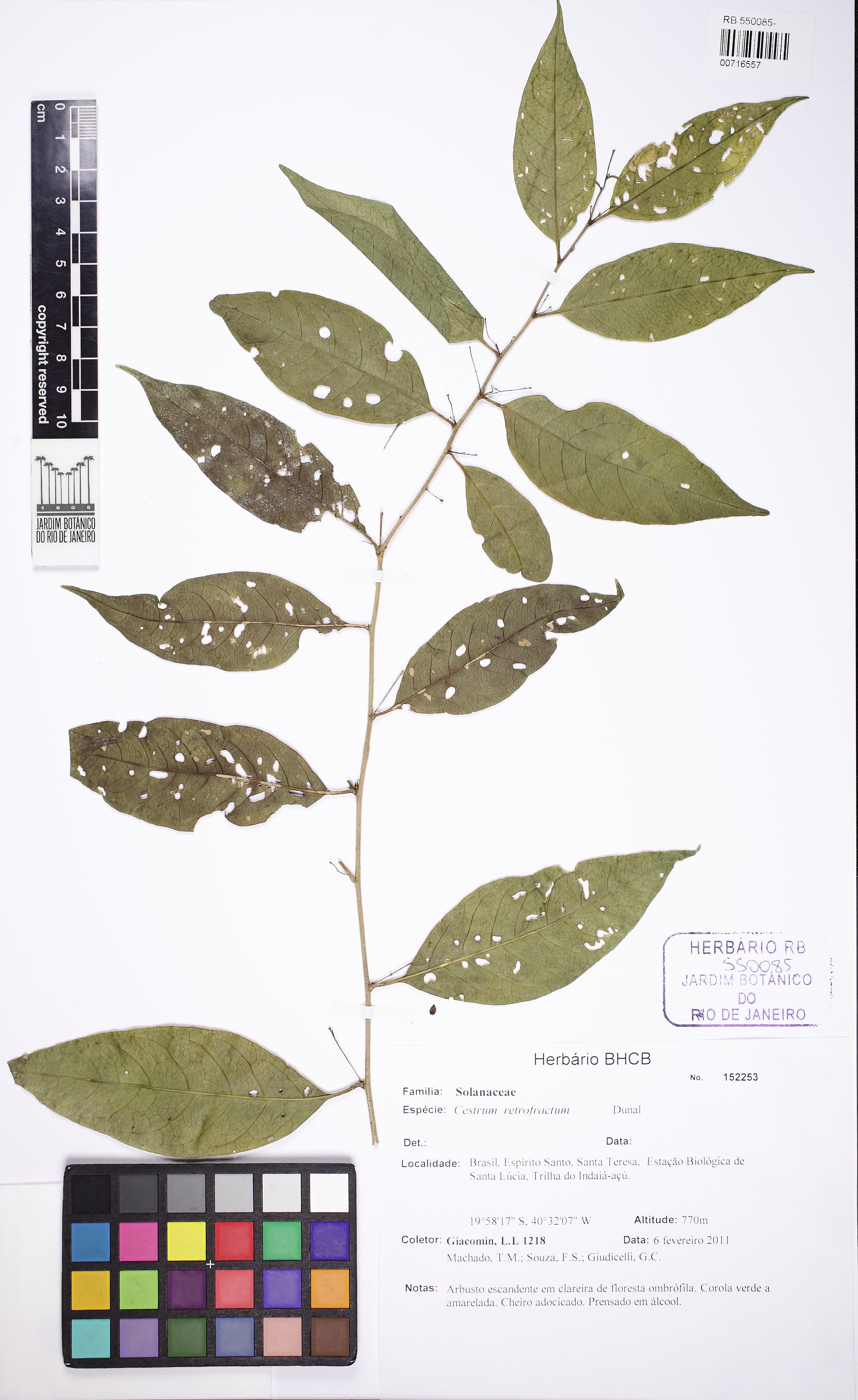 Cestrum retrofractum