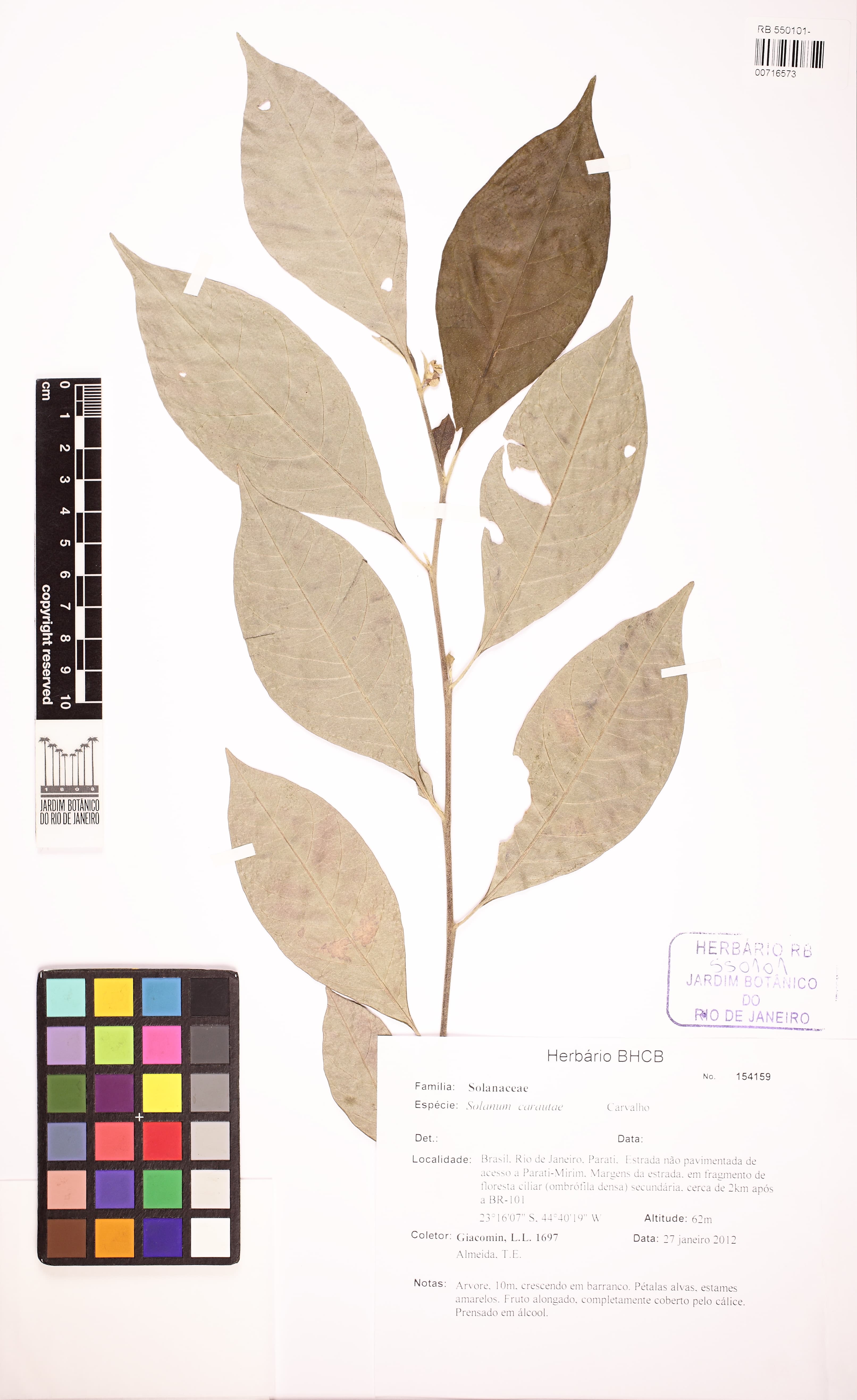 Solanum carautae