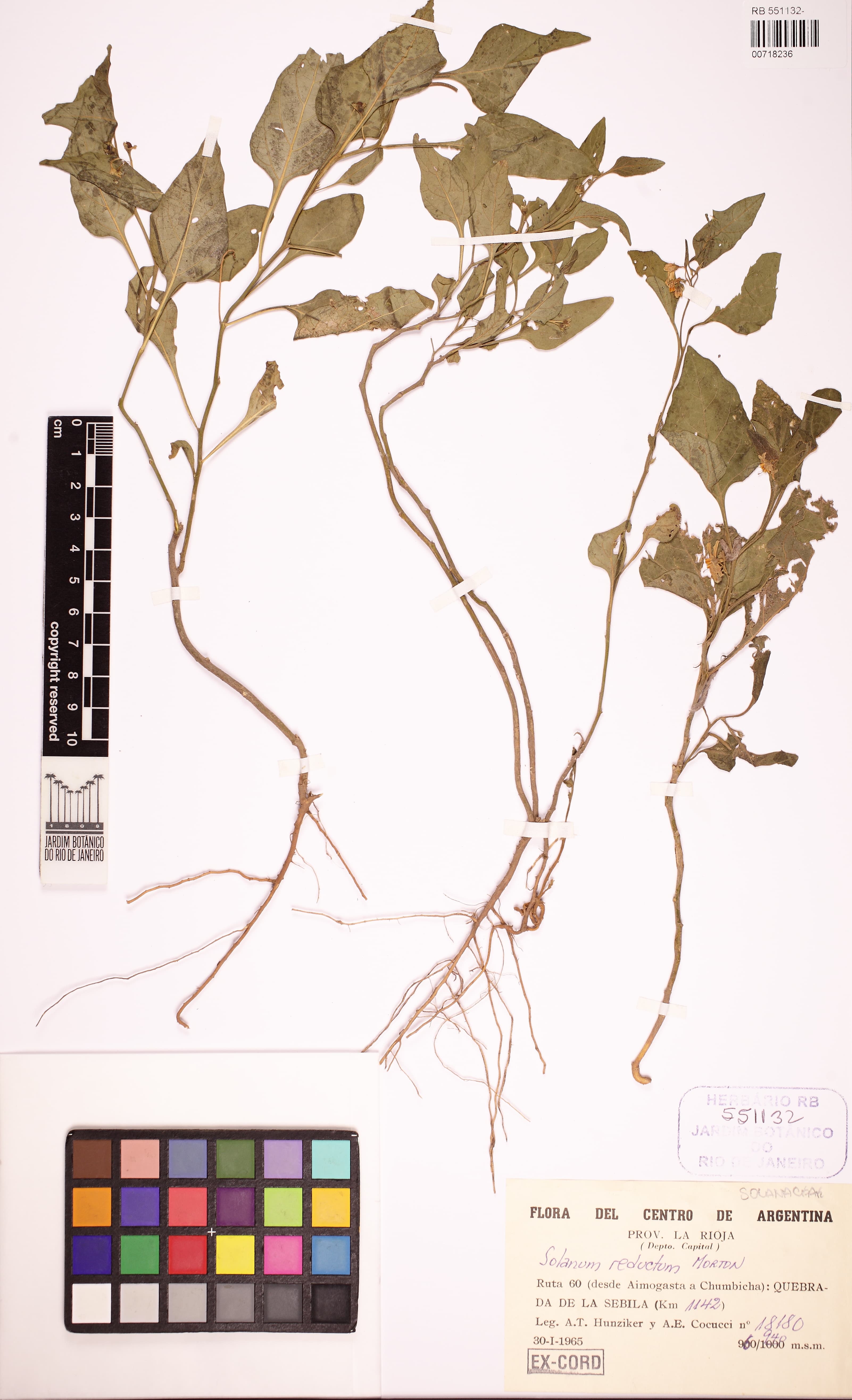 Solanum reductum