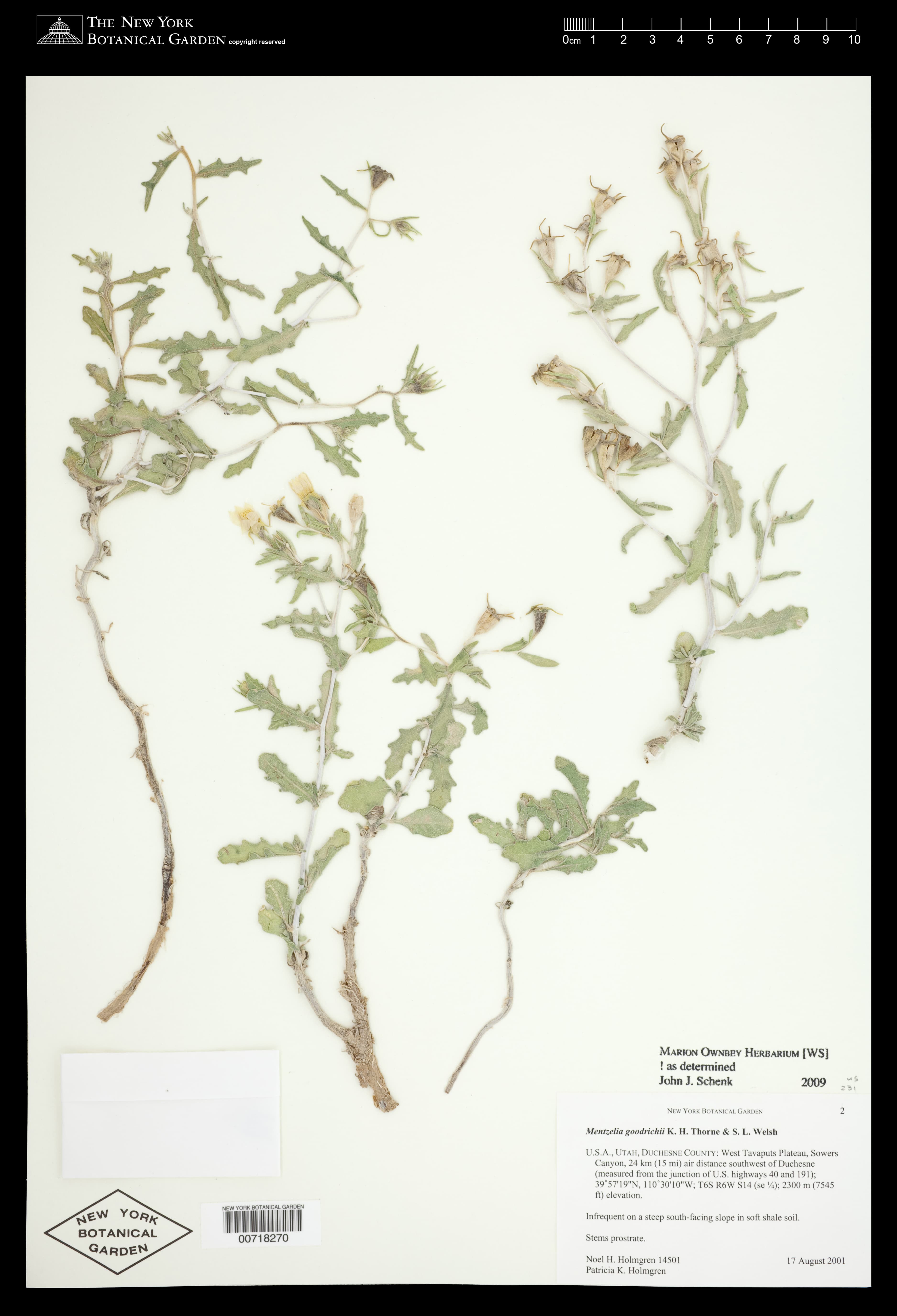 Goodrich's Blazingstar