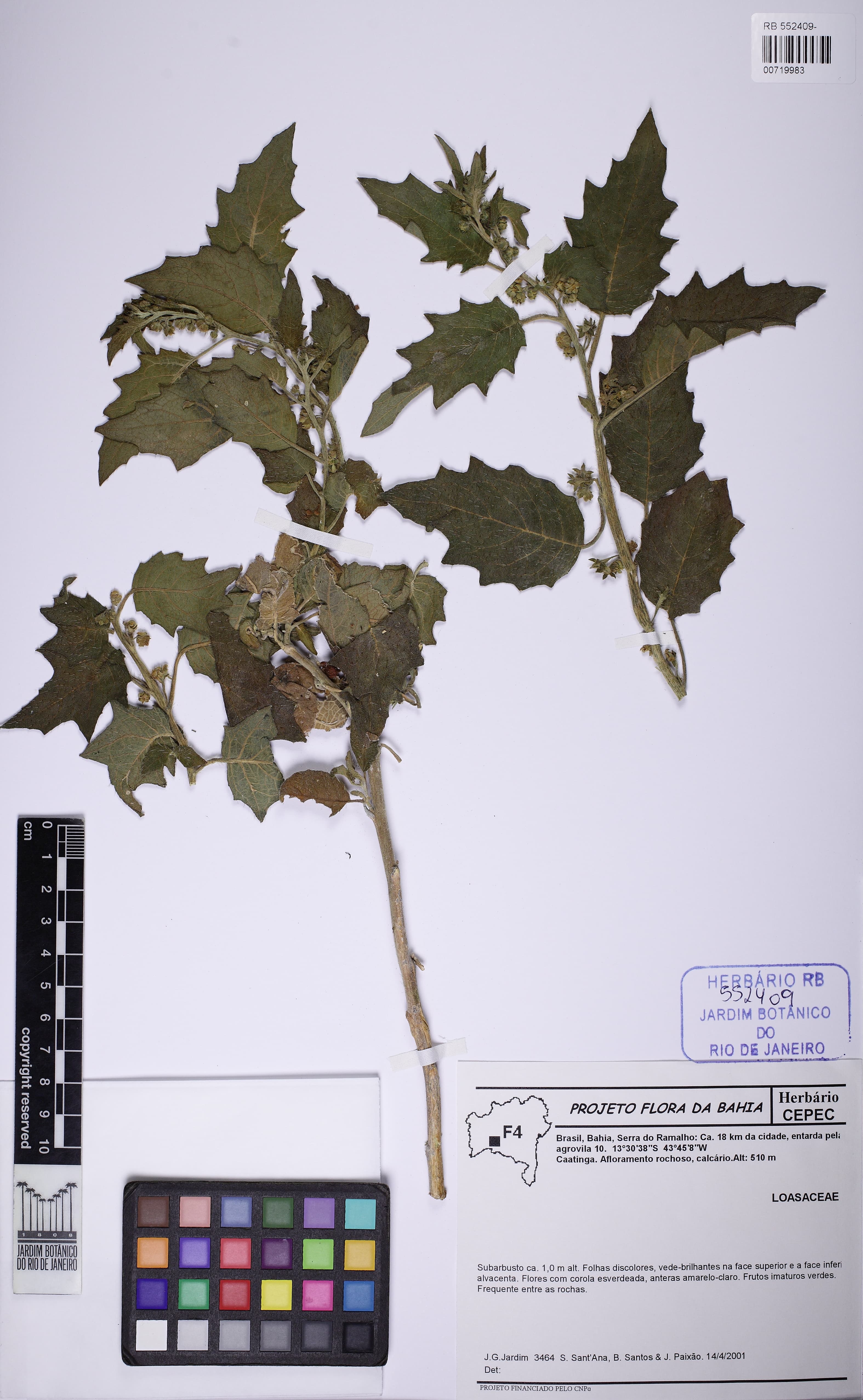 Aosa sigmoidea