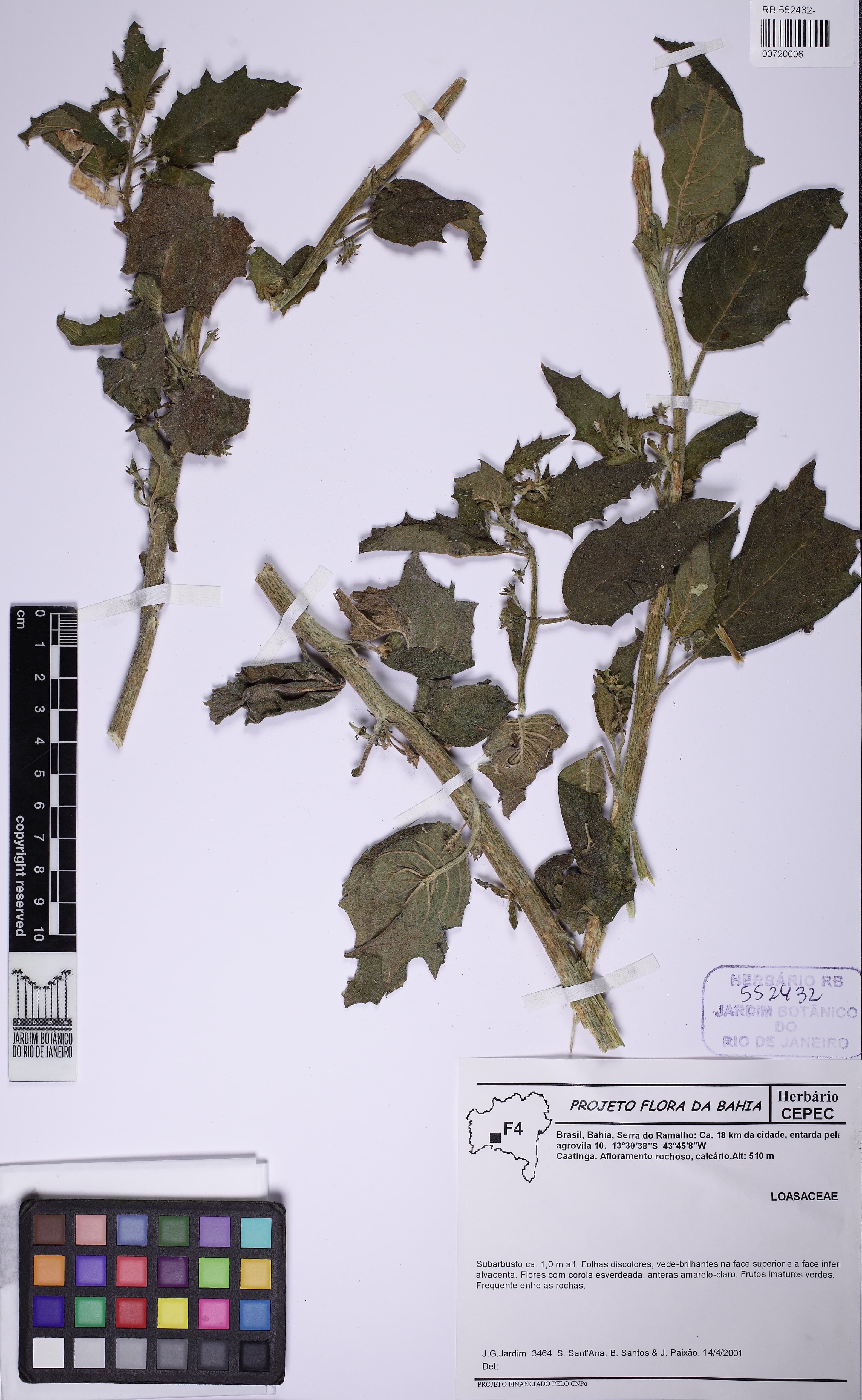 Aosa sigmoidea
