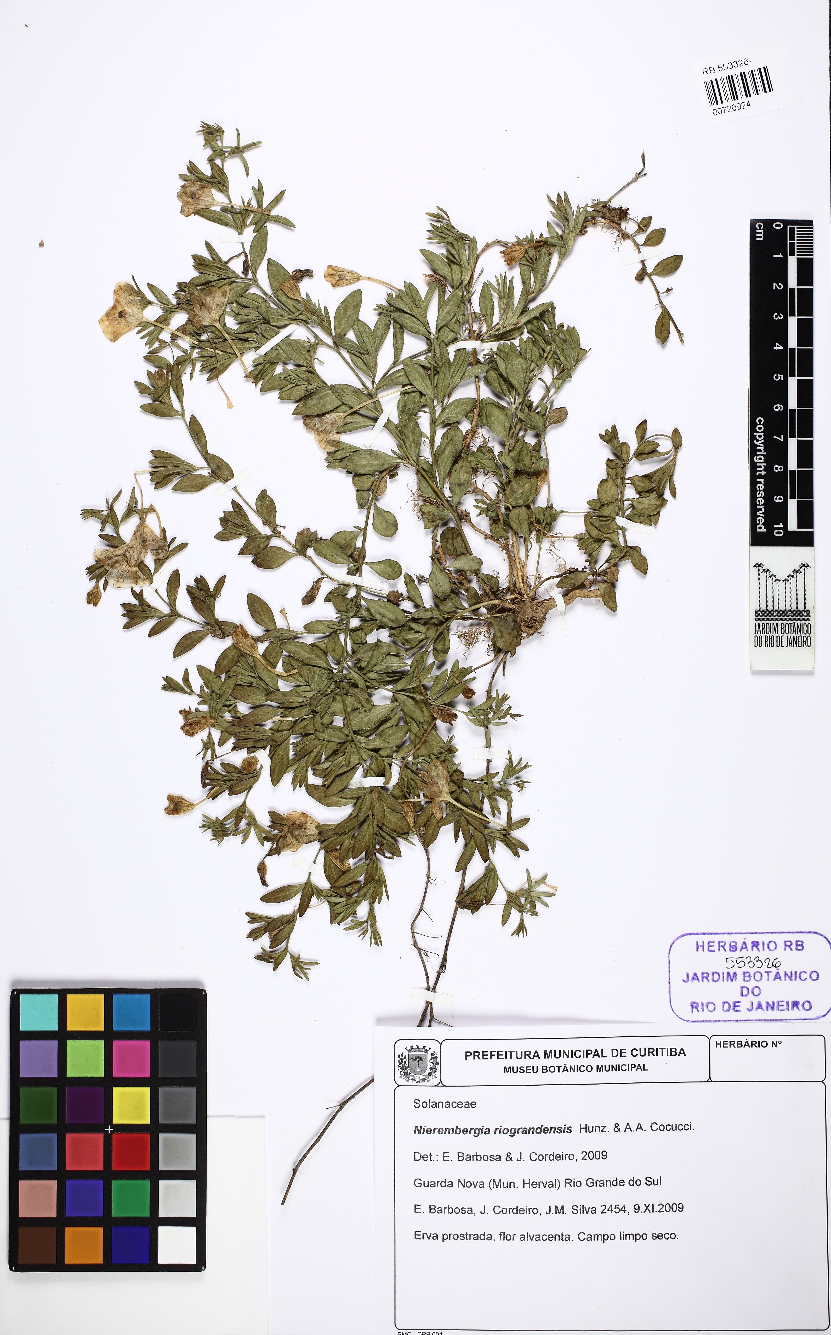 Nierembergia riograndensis