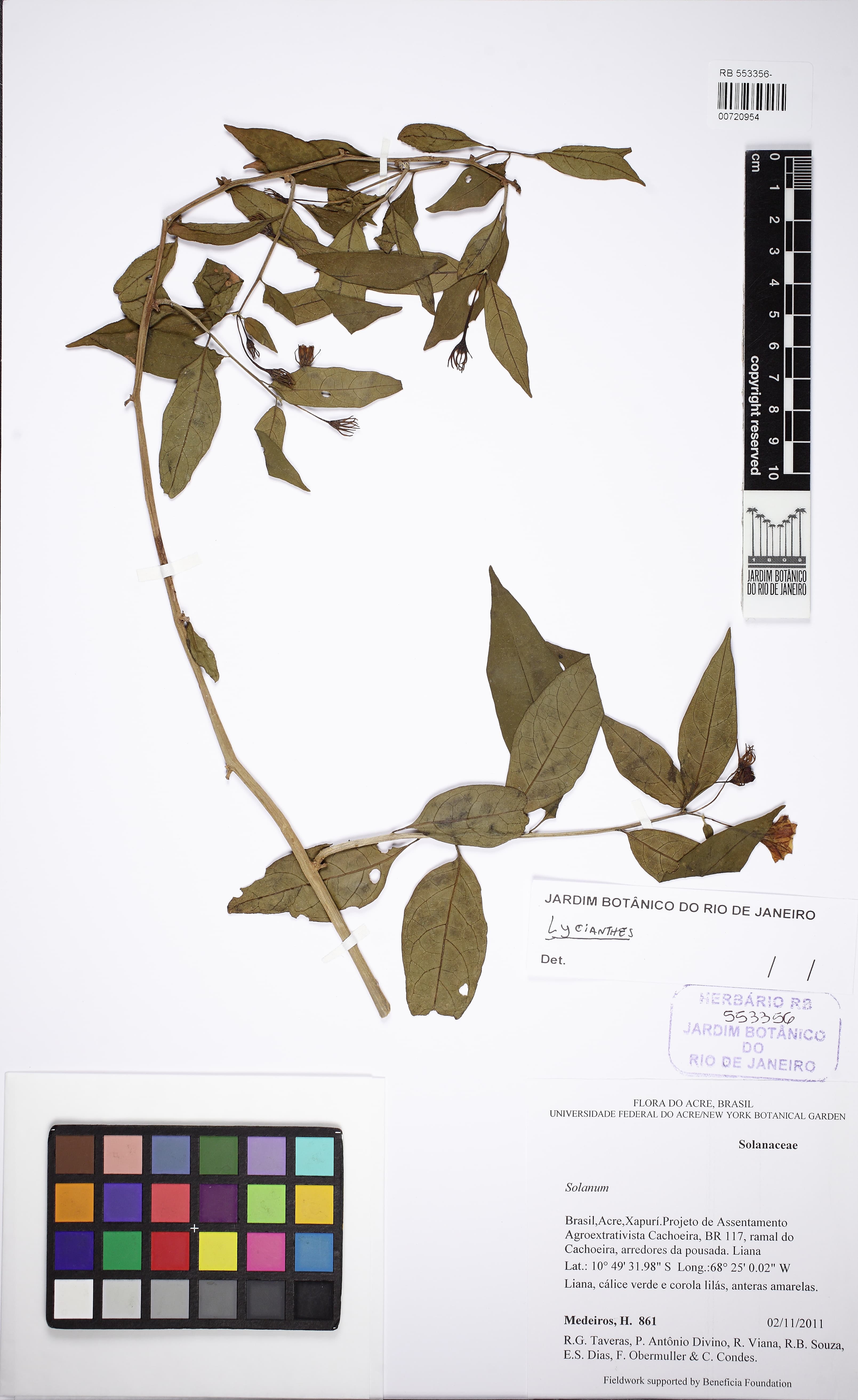 Lycianthes leptocaulis