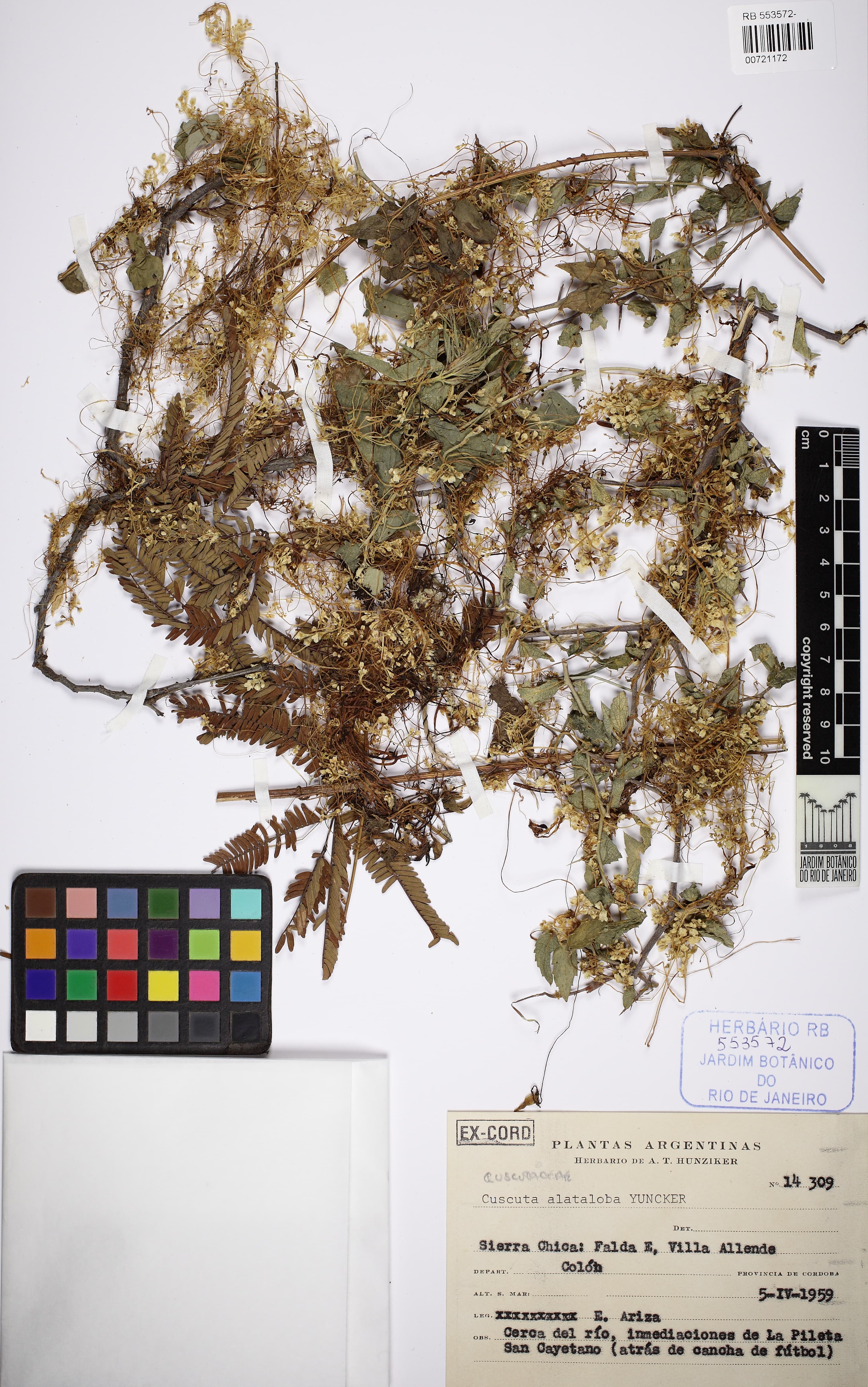 Cuscuta alataloba