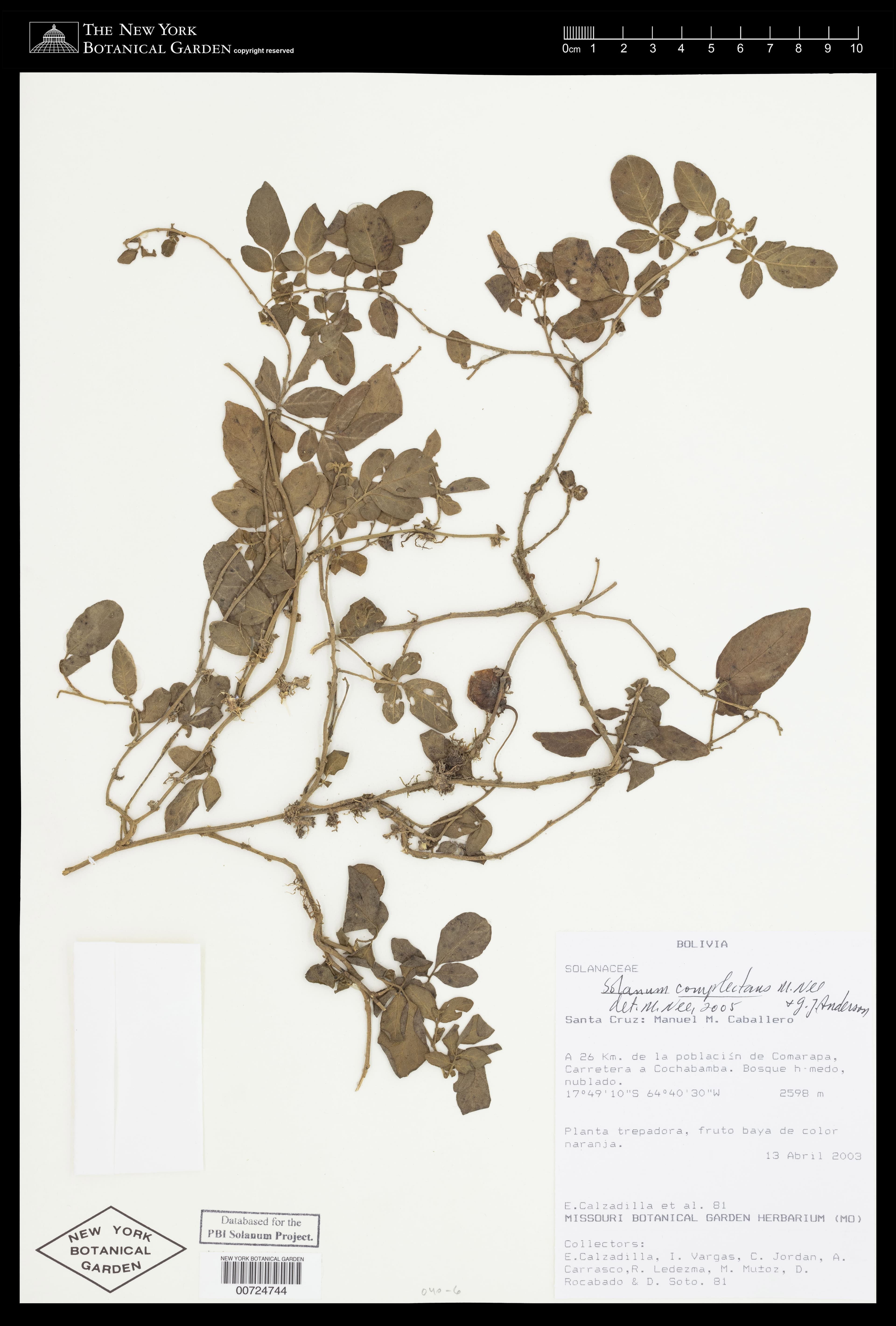 Solanum complectens