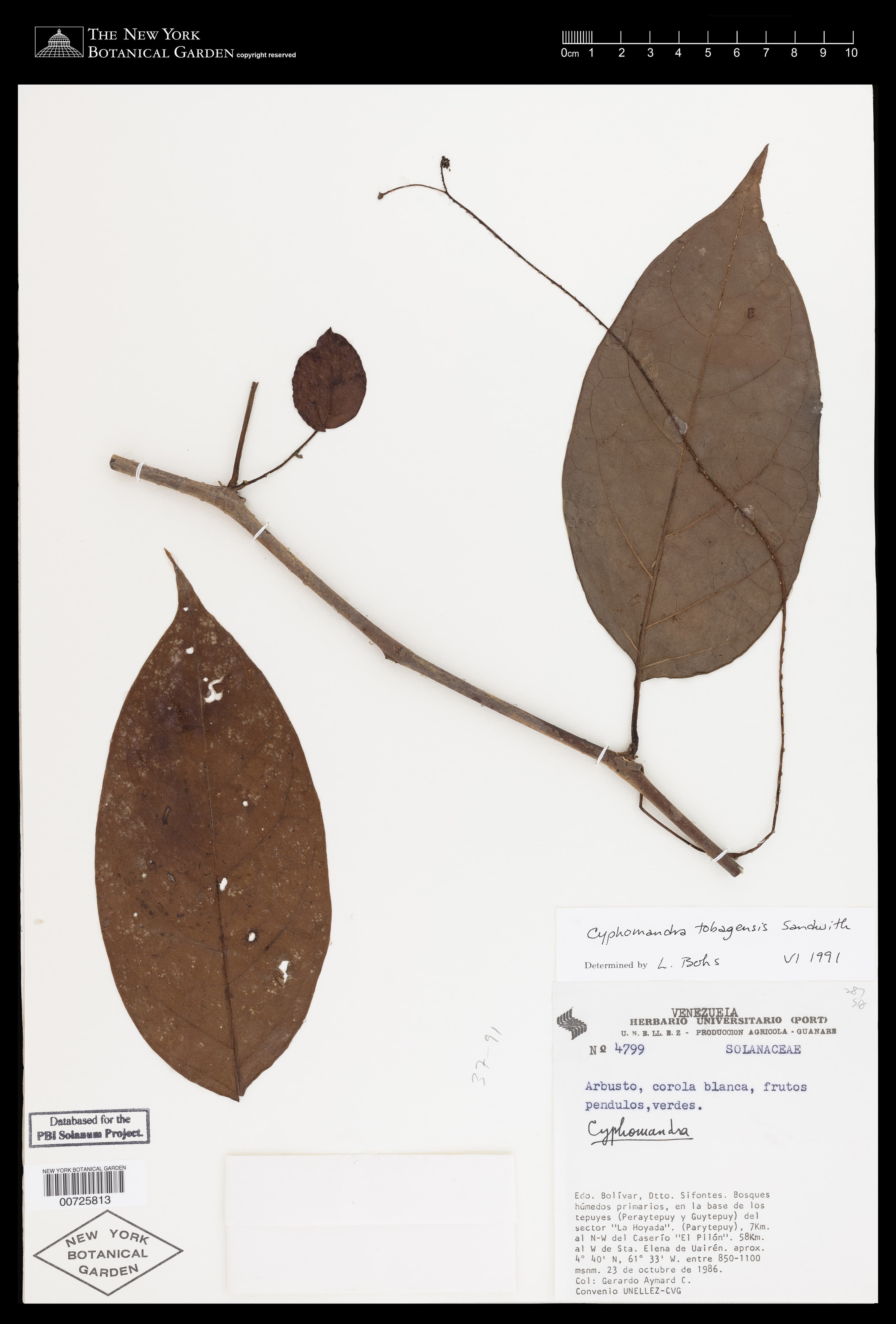 Solanum tobagense