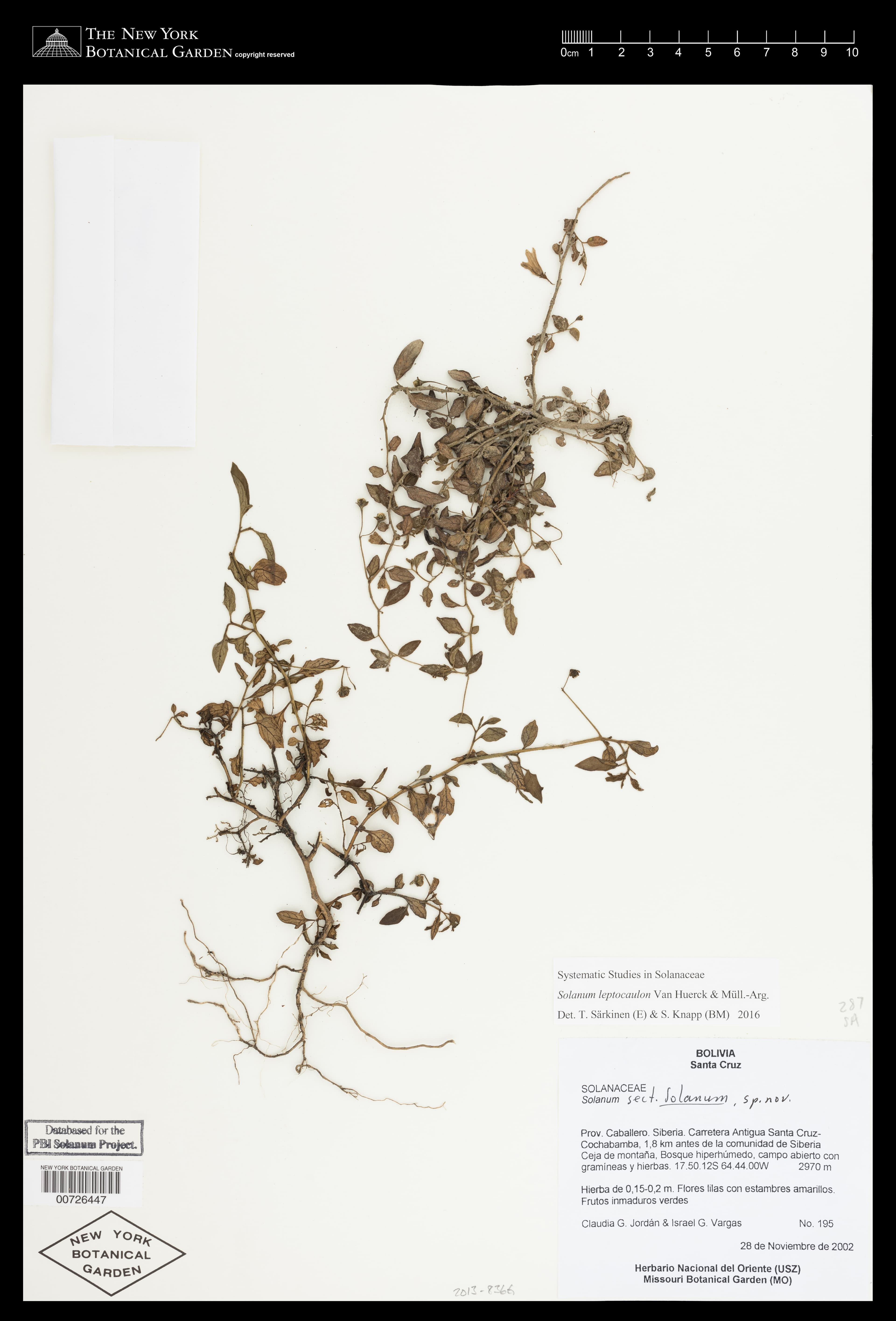 Solanum leptocaulon