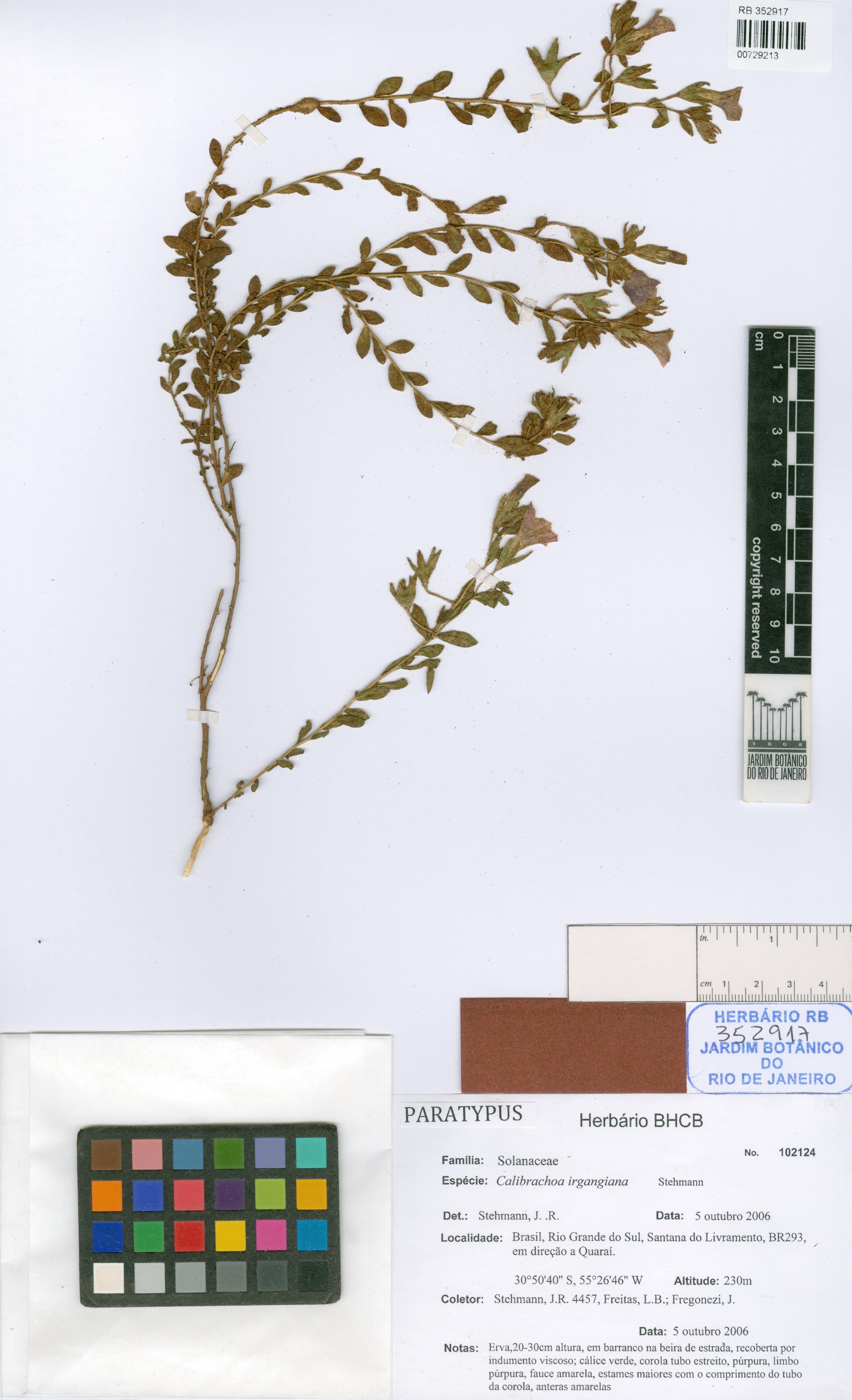 Calibrachoa irgangiana