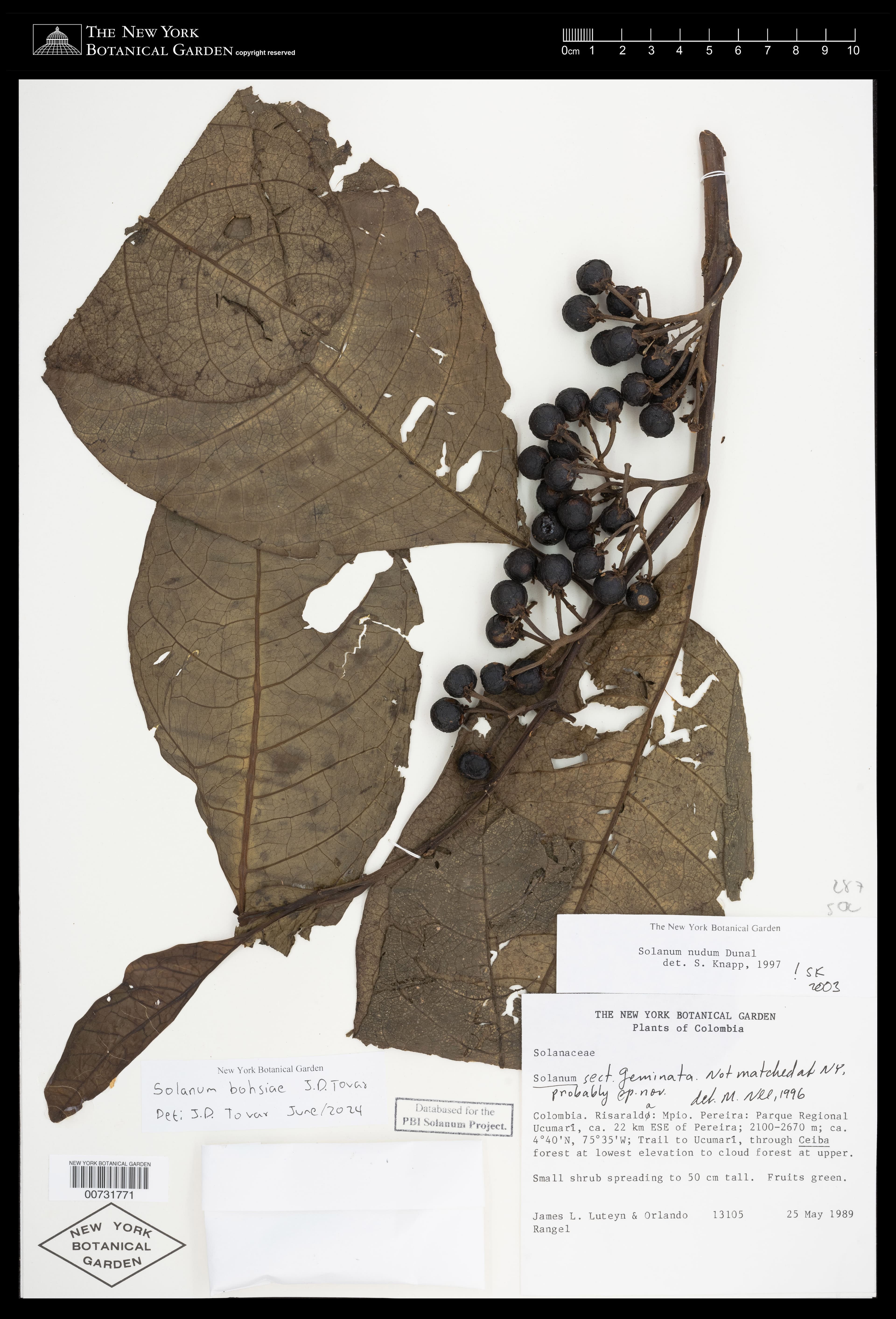 Solanum bohsiae