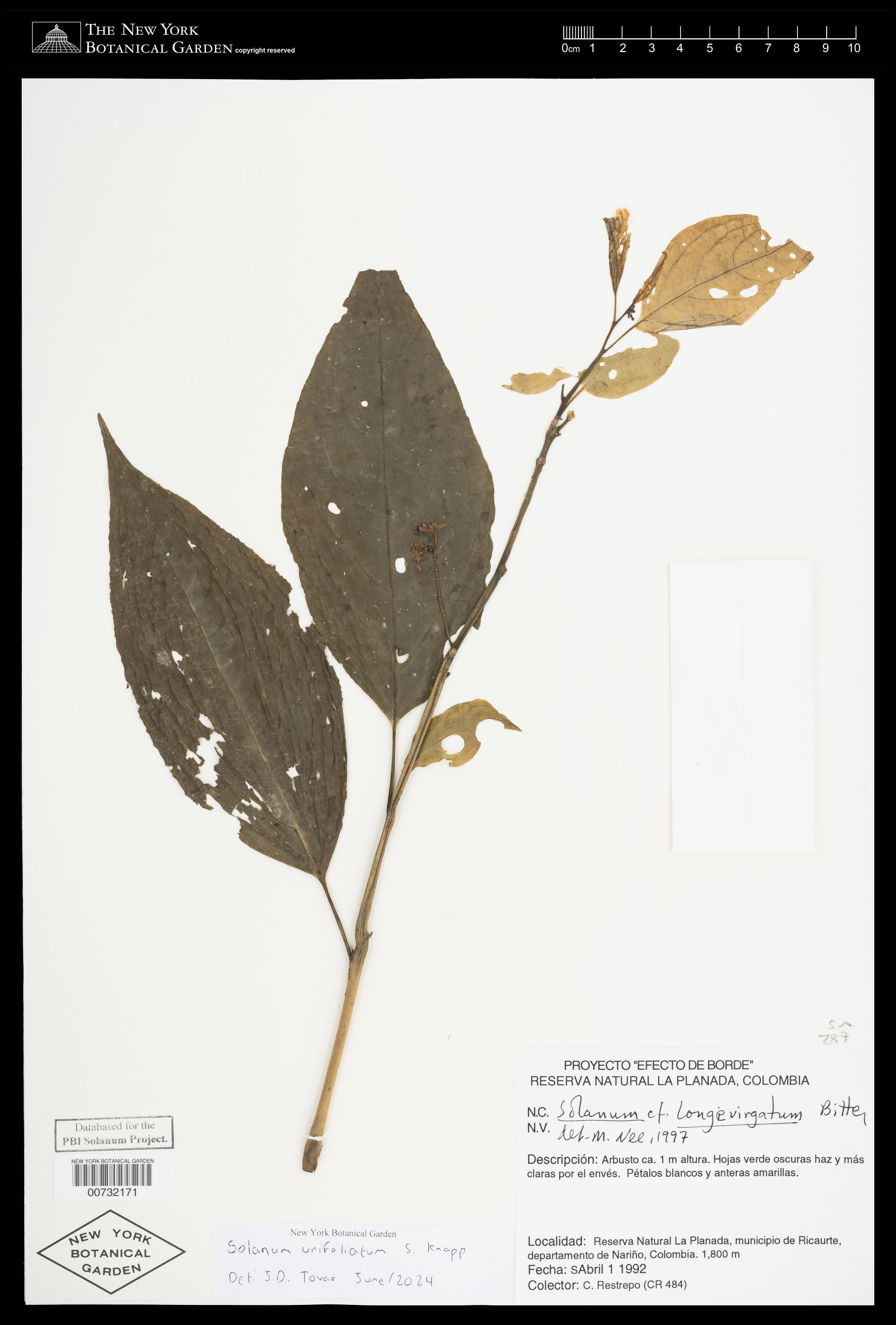 Solanum unifoliatum