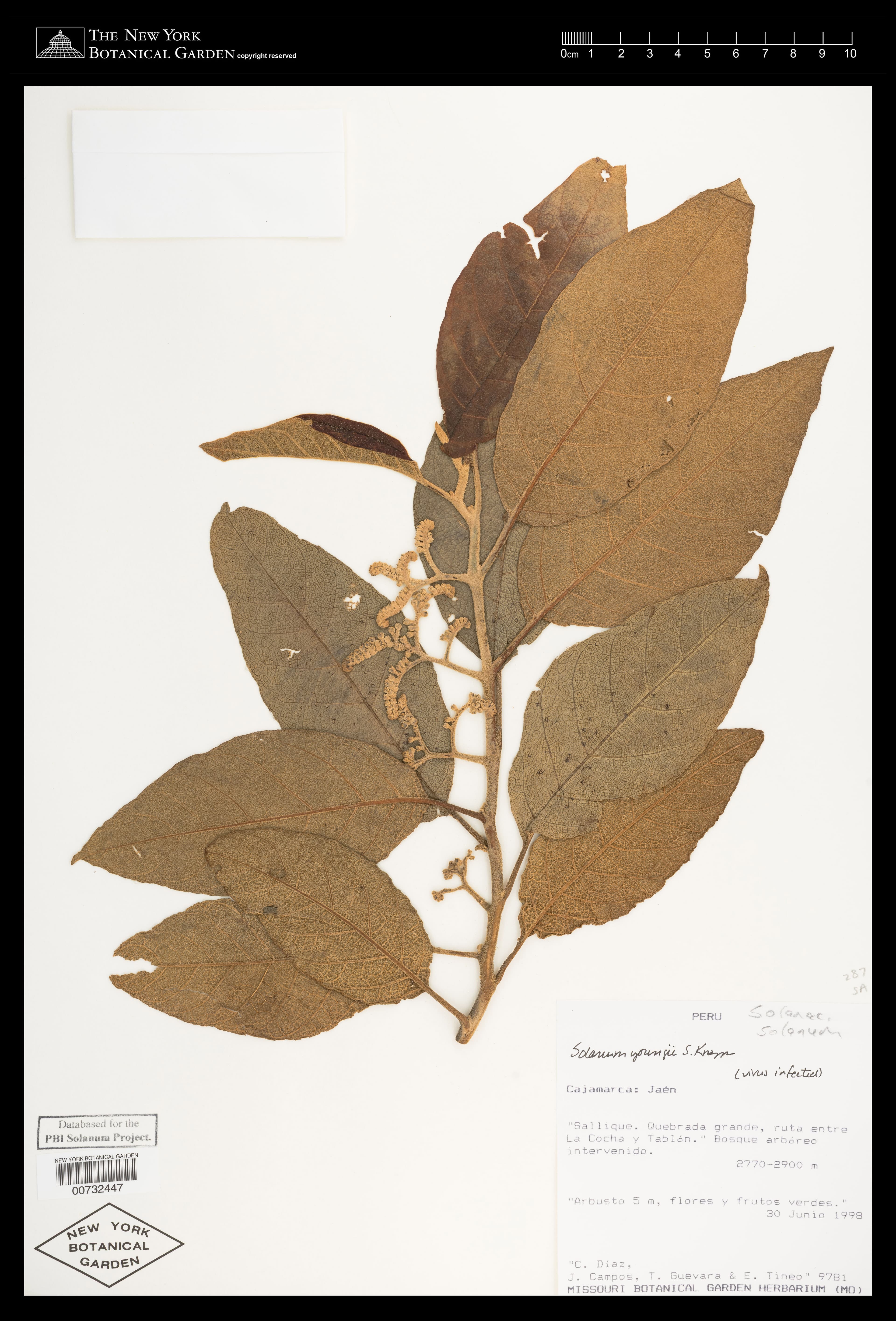Solanum youngii