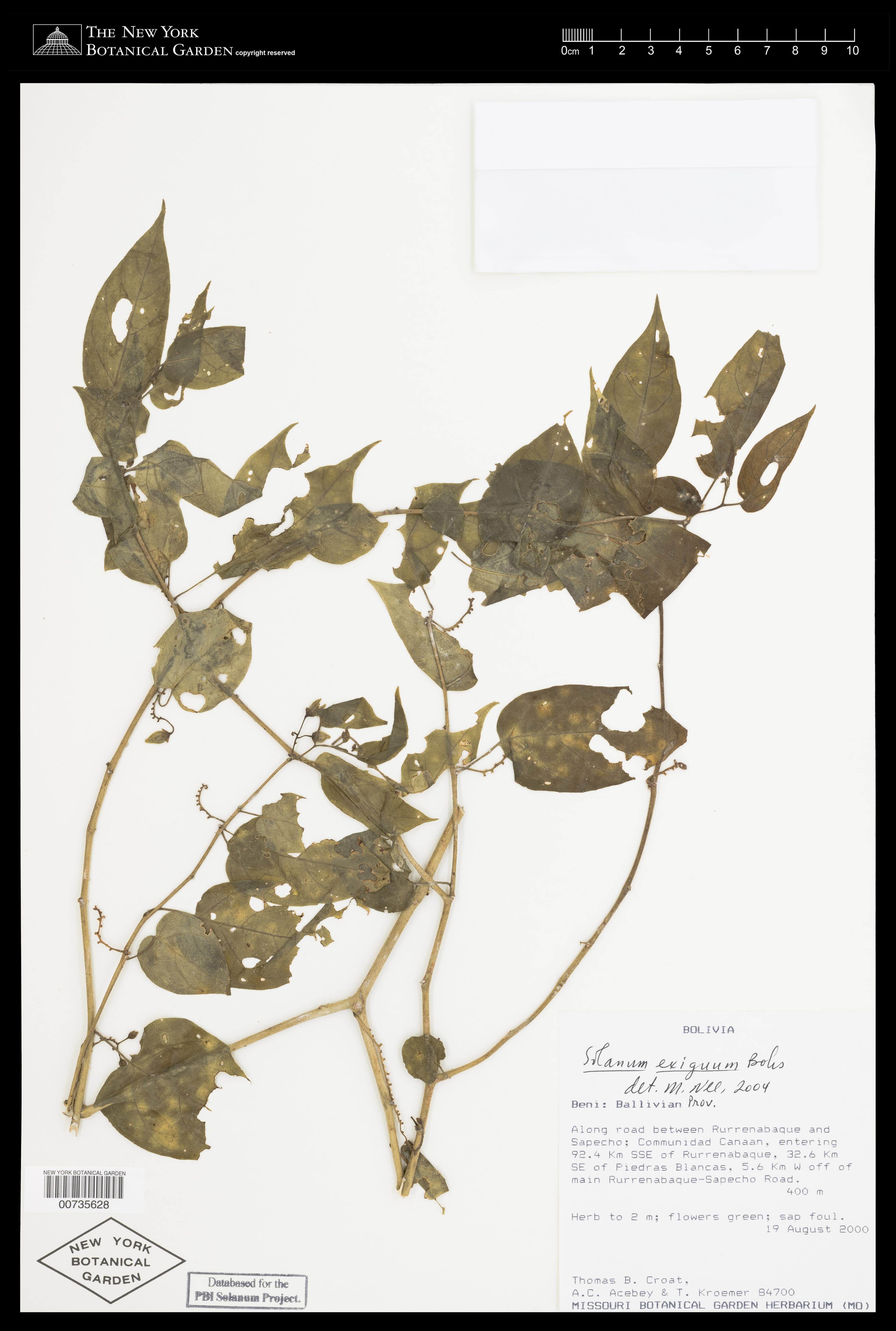 Solanum exiguum