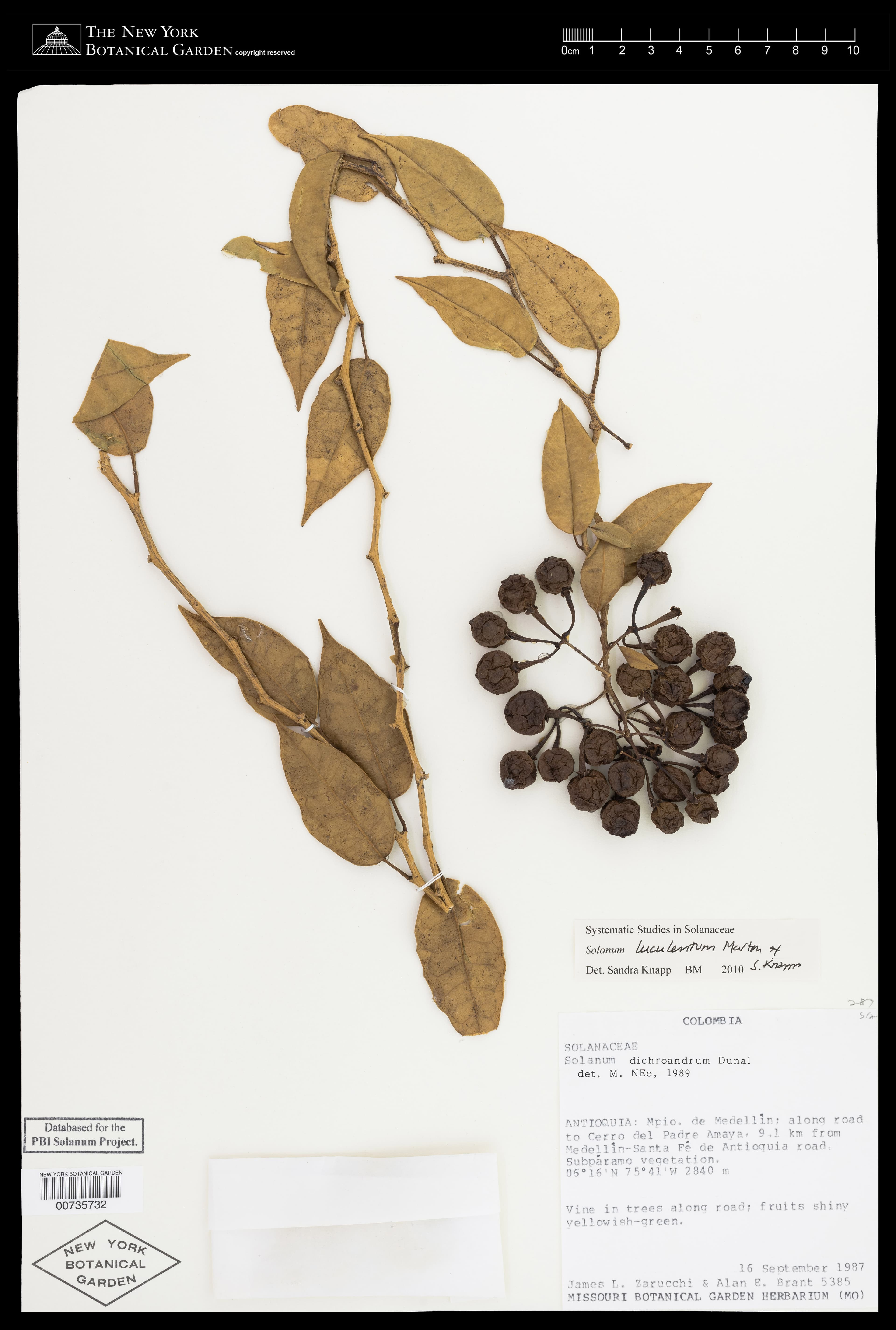 Solanum dichroandrum