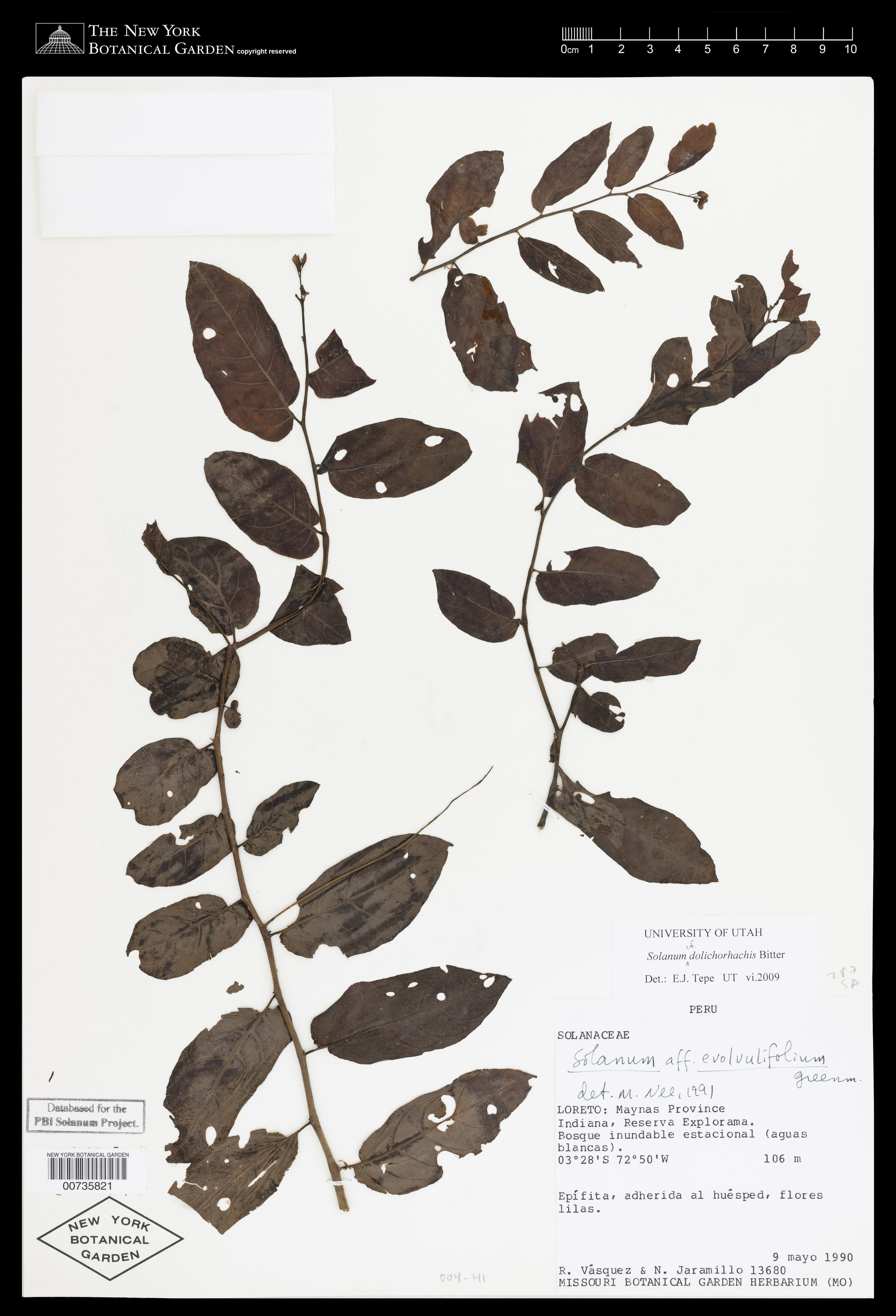 Solanum dolichorhachis