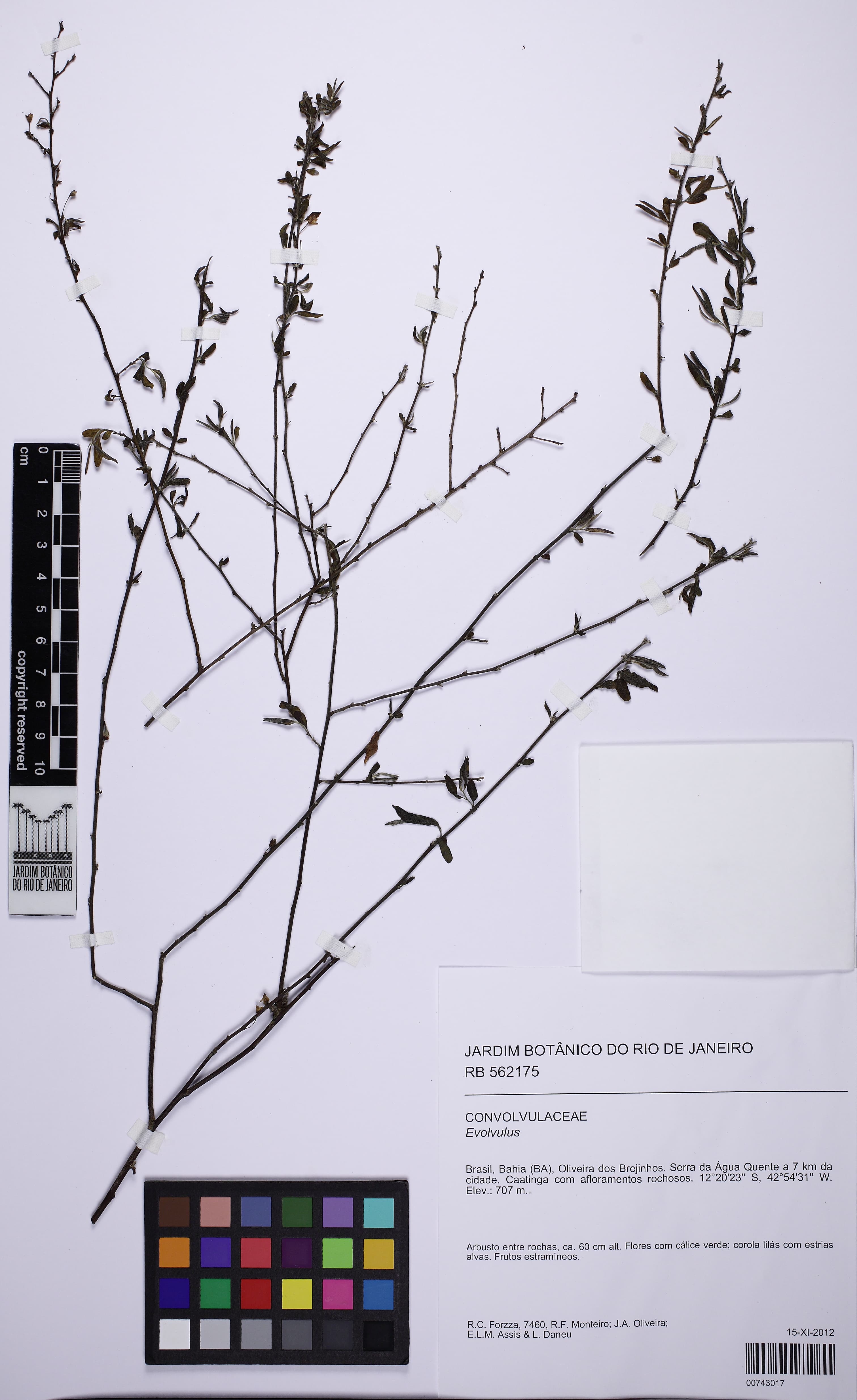 Evolvulus scoparioides