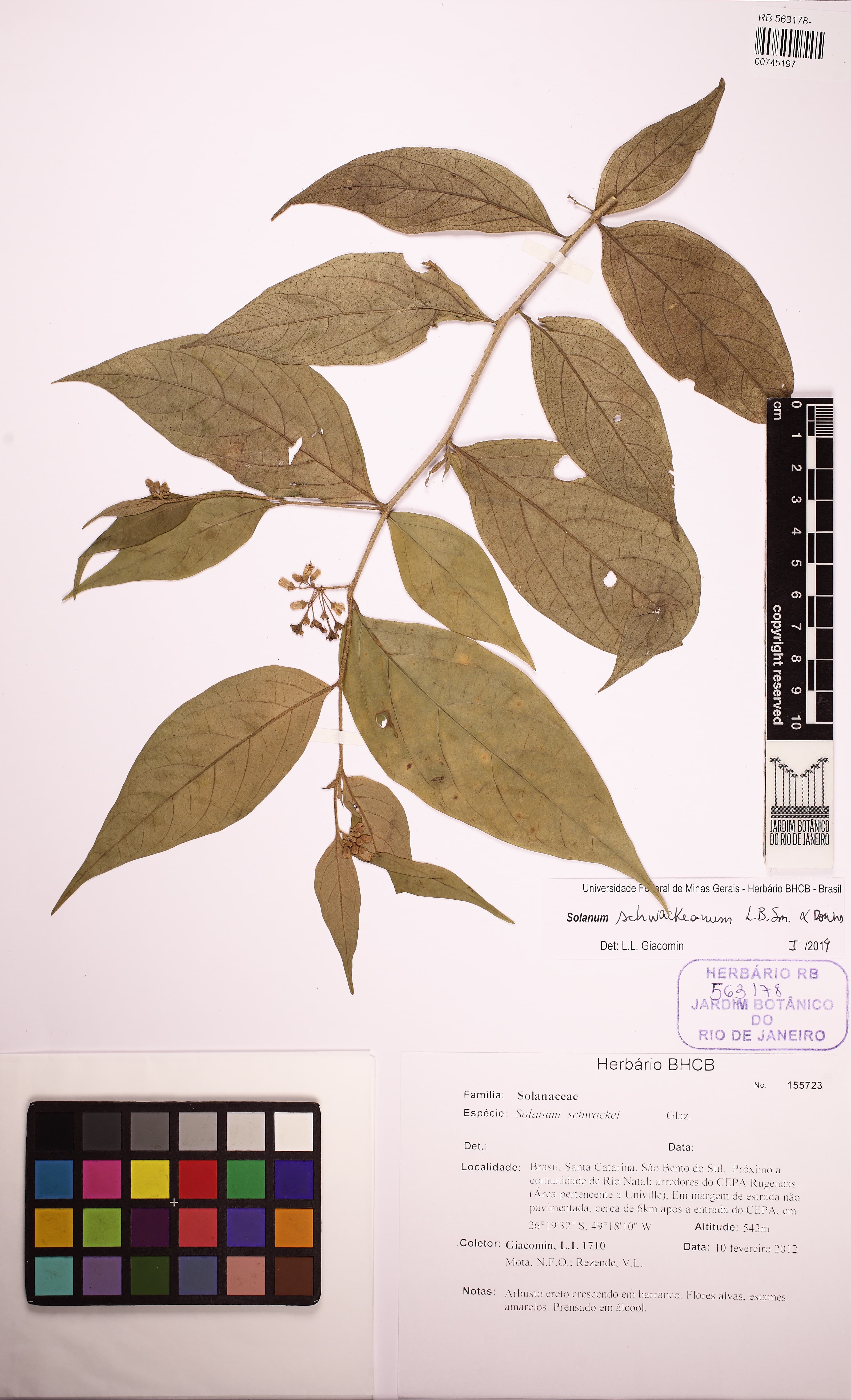 Solanum schwackeanum