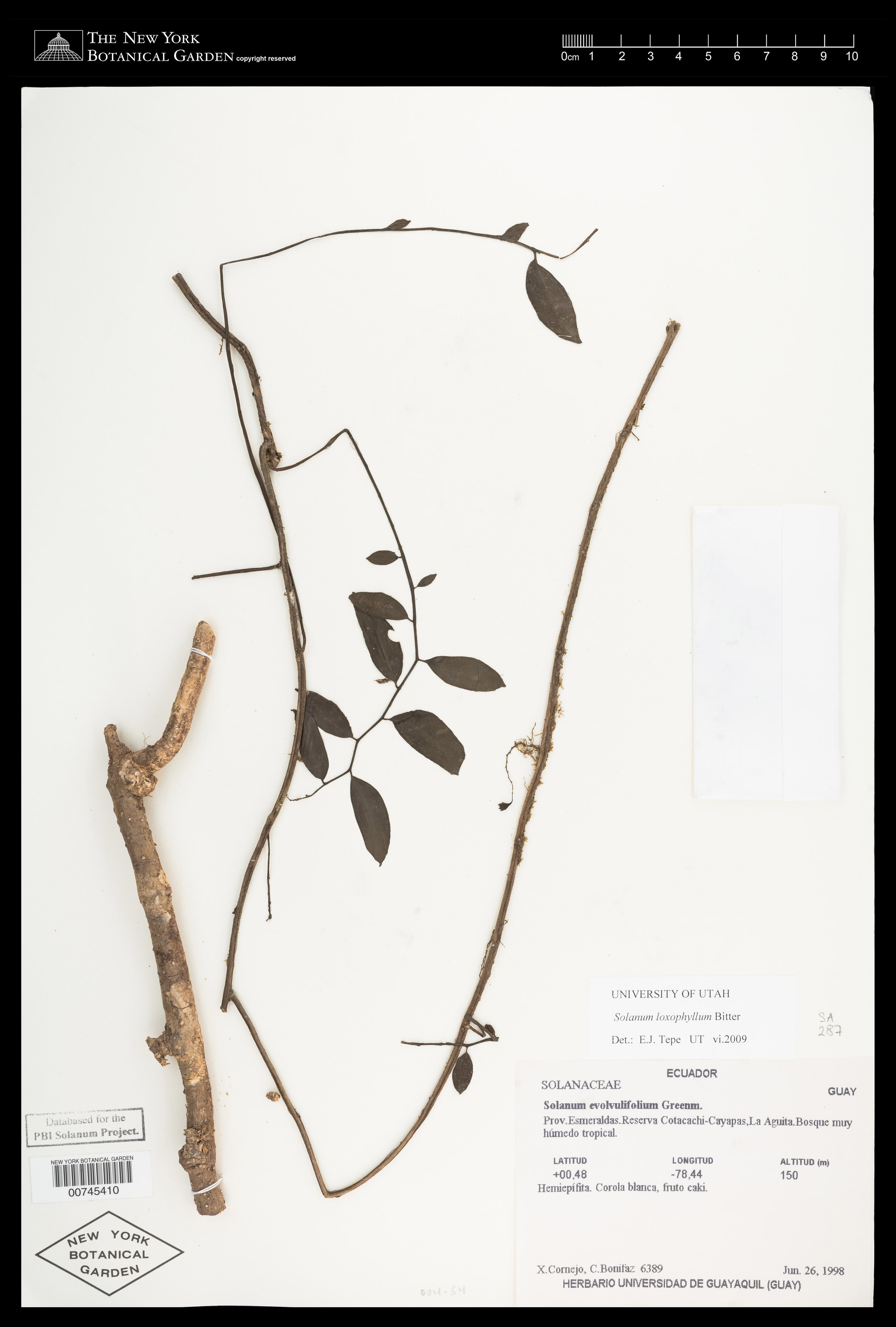 Solanum loxophyllum