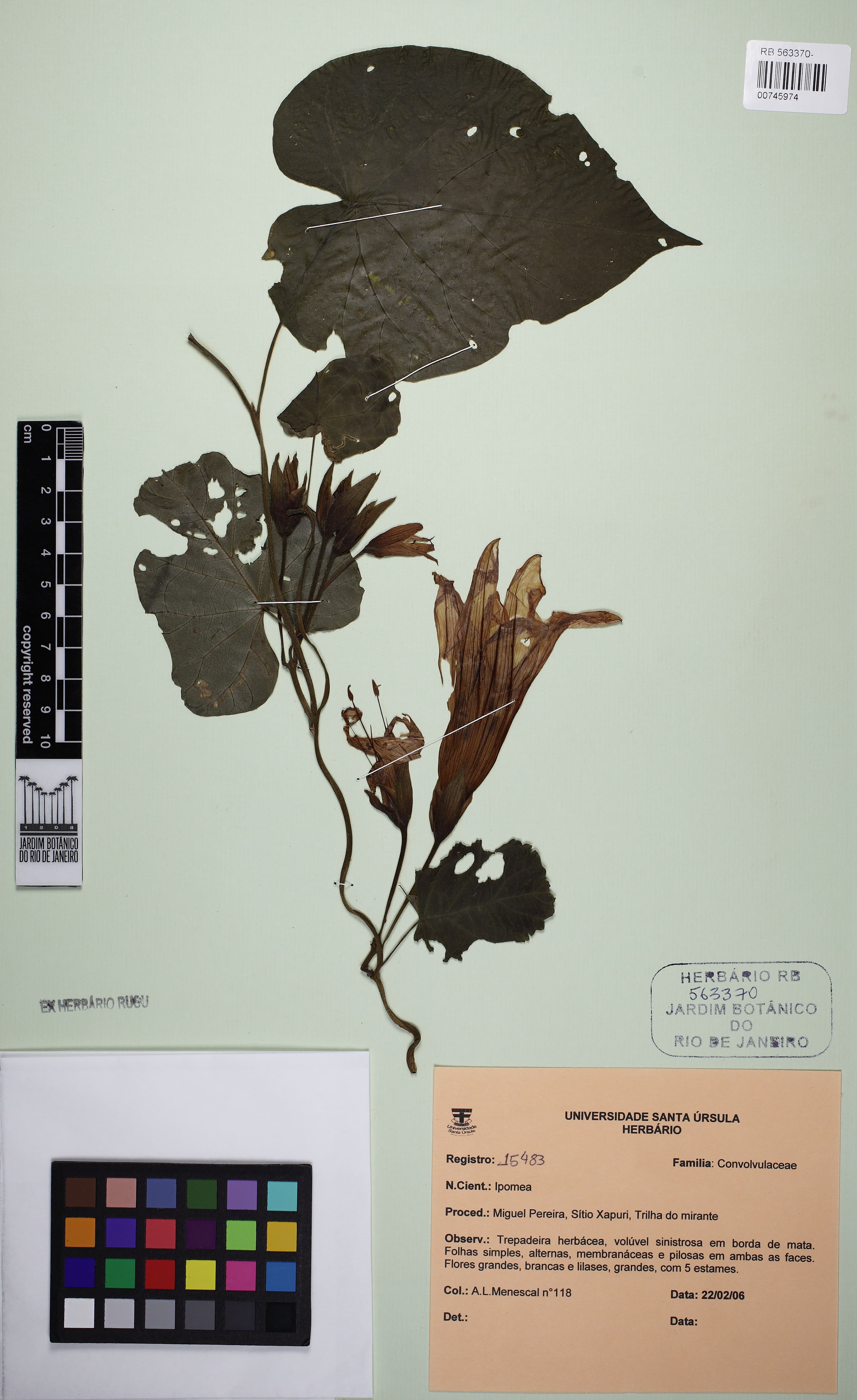 Ipomoea daturiflora