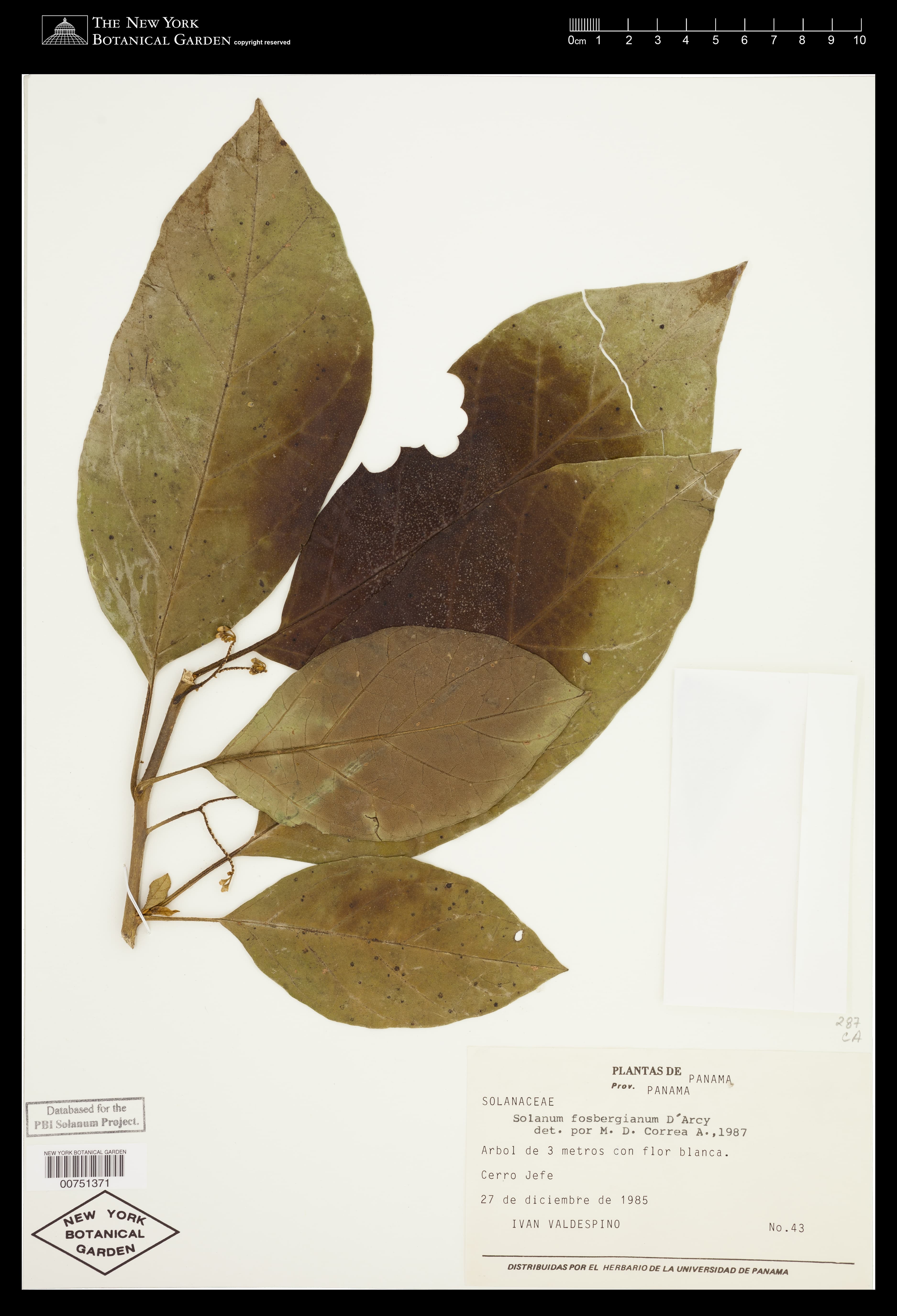 Solanum fosbergianum