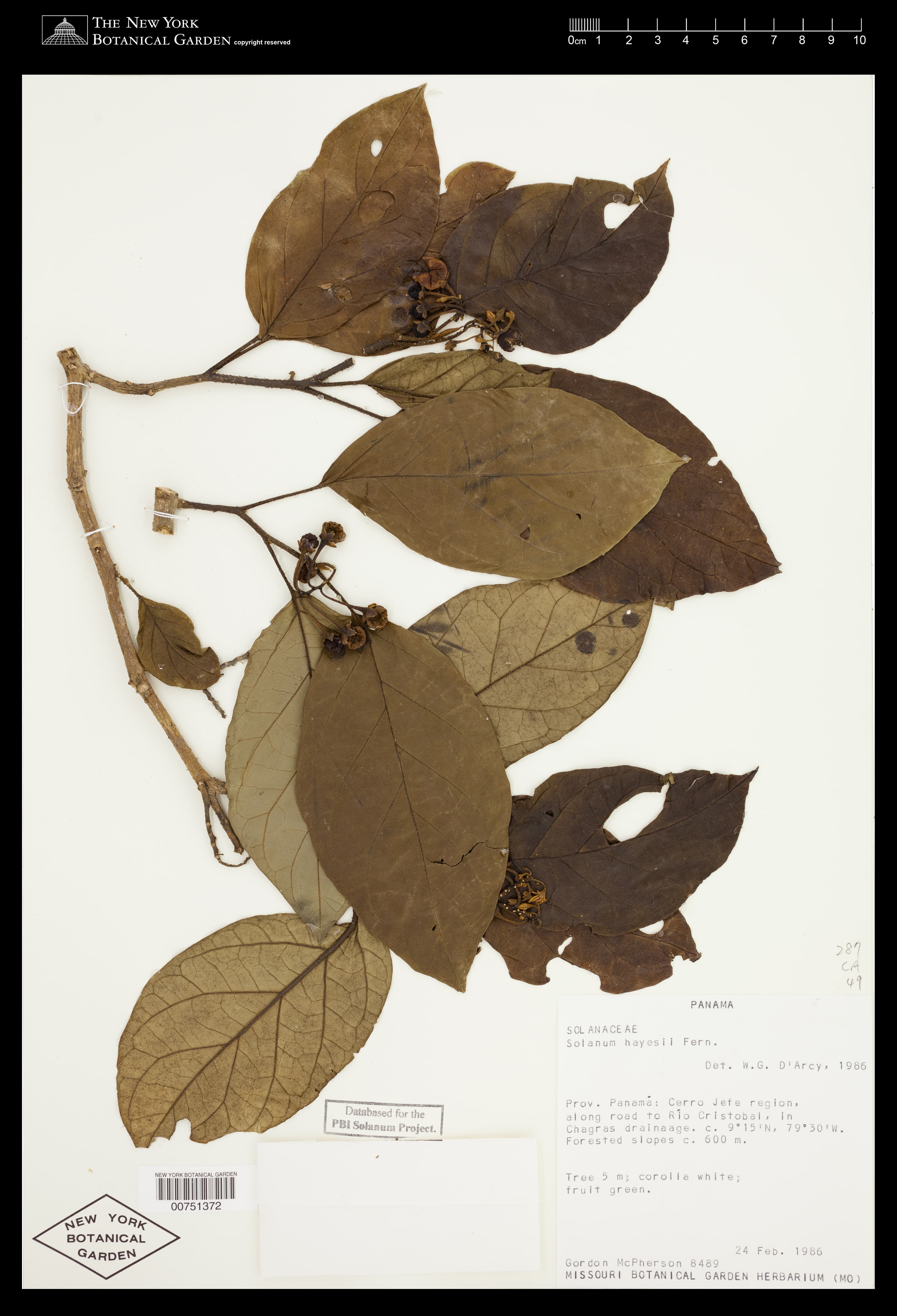 Solanum fosbergianum