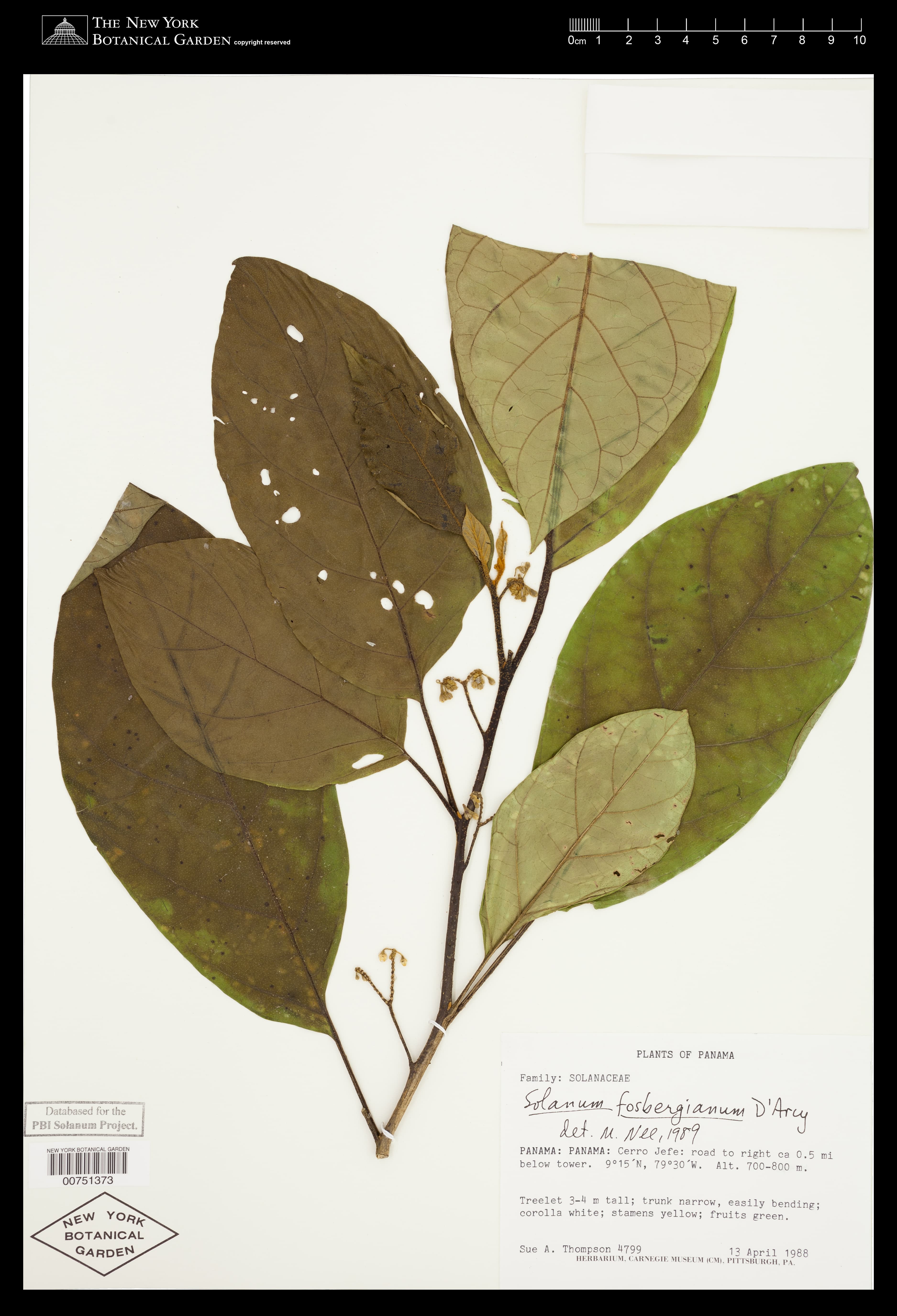 Solanum fosbergianum