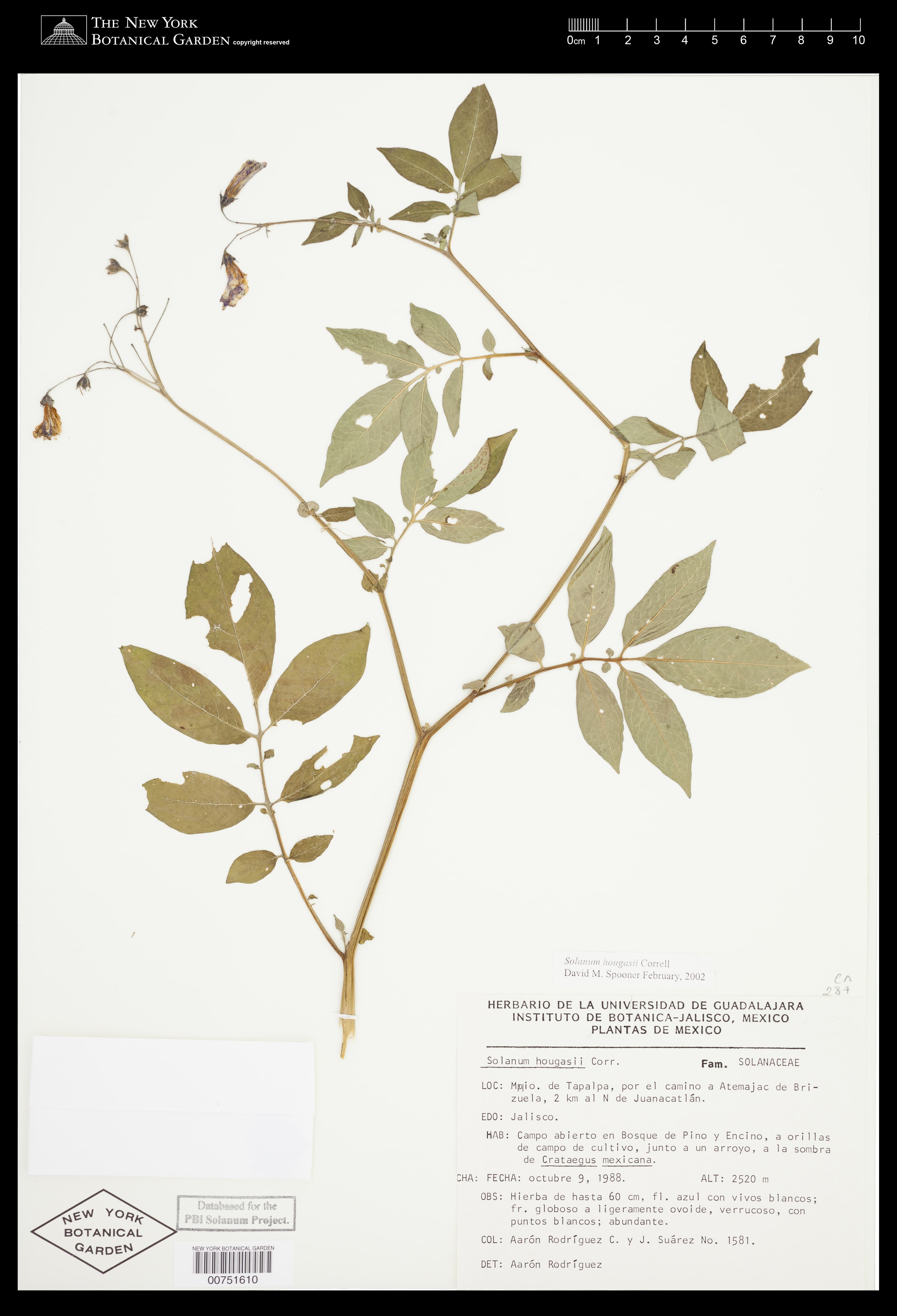 Solanum hougasii