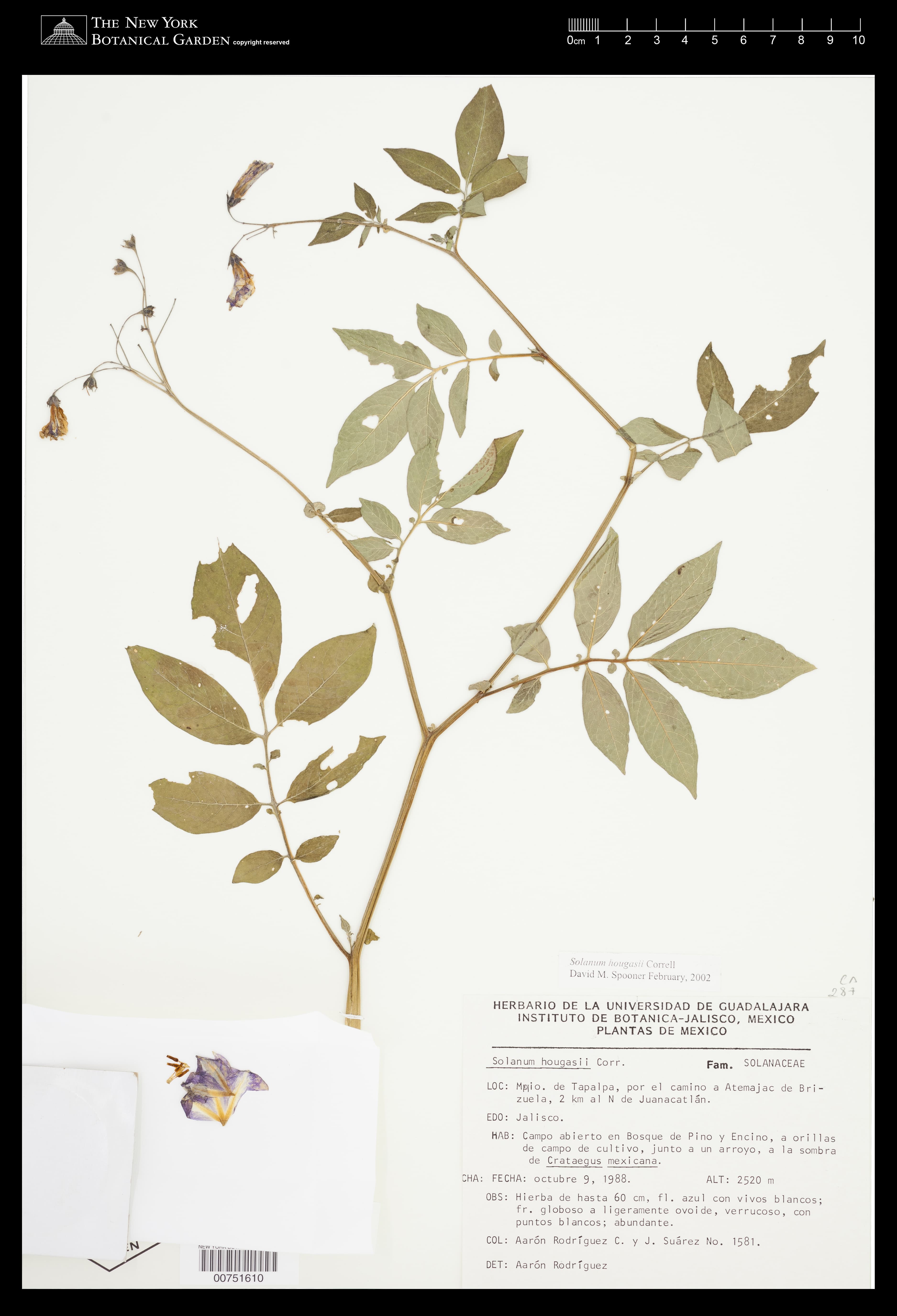 Solanum hougasii
