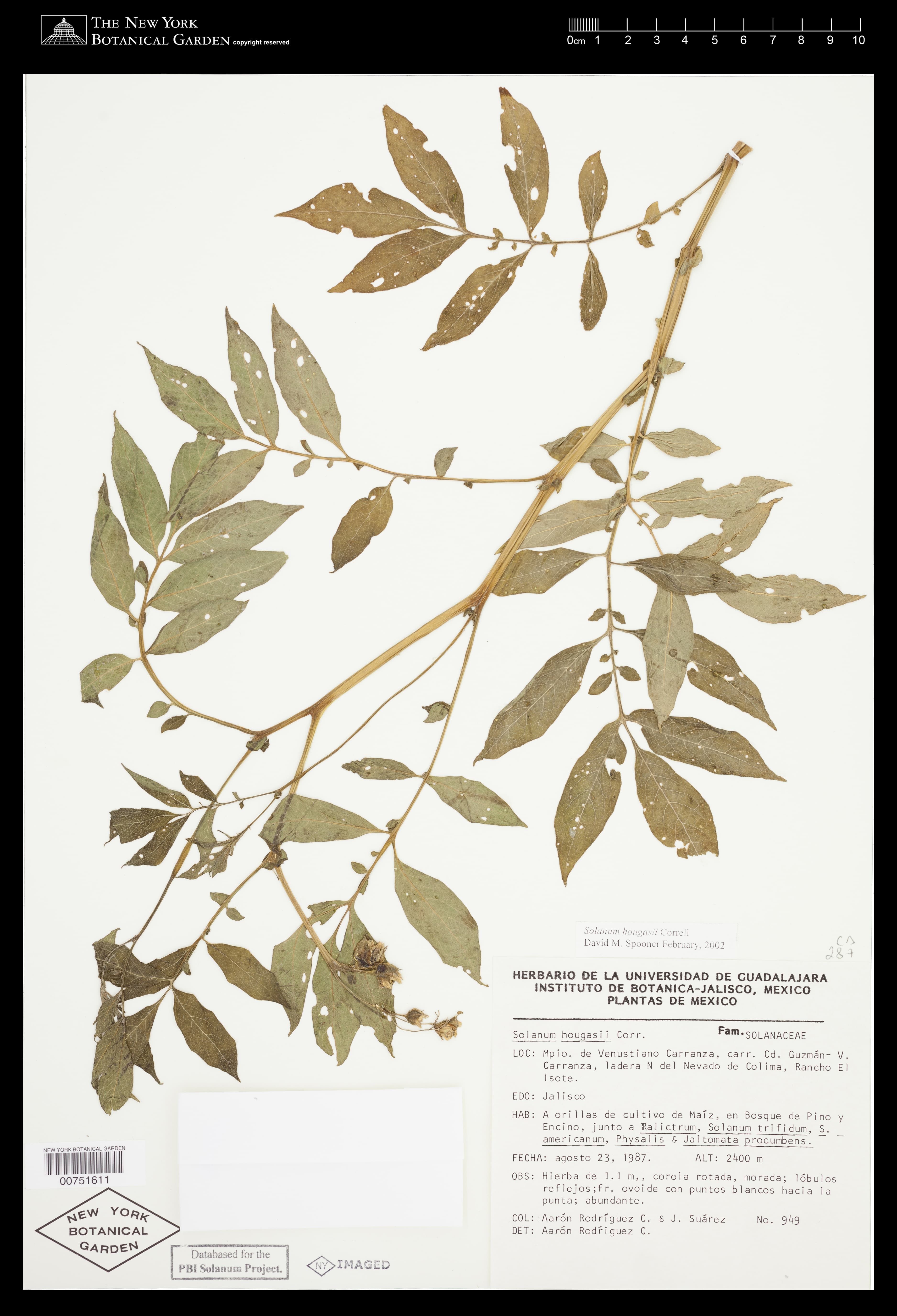 Solanum hougasii