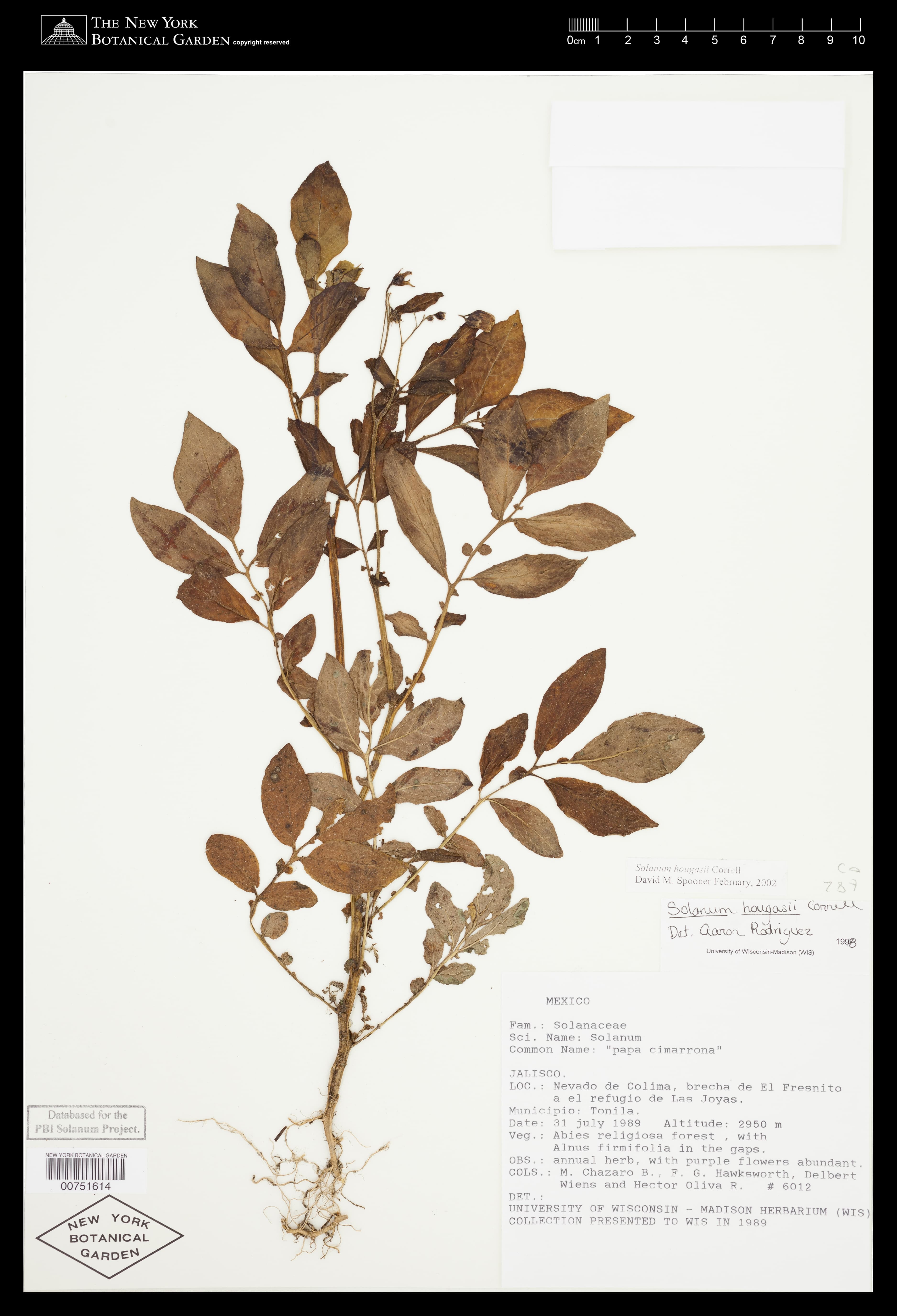 Solanum hougasii