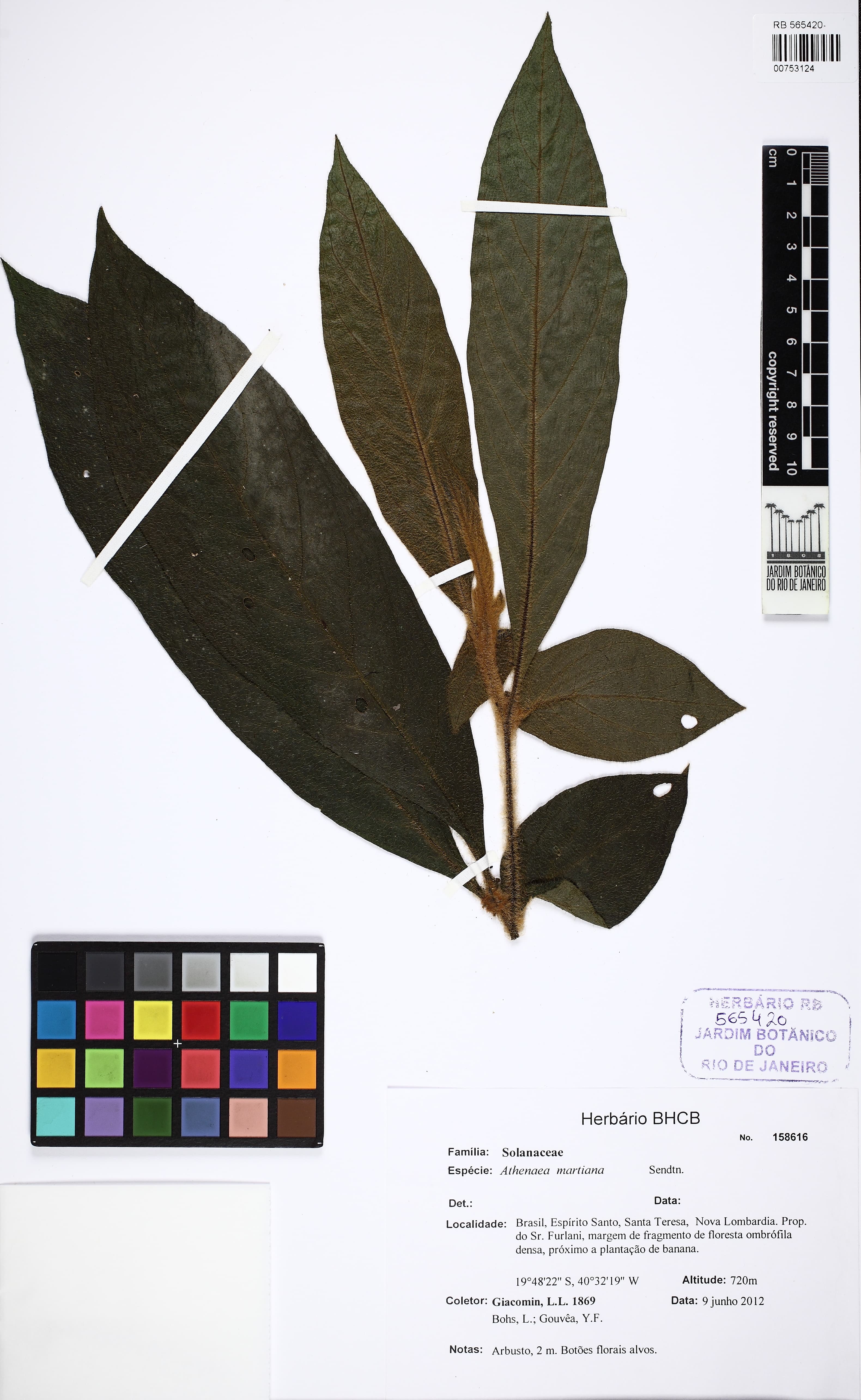 Athenaea martiana