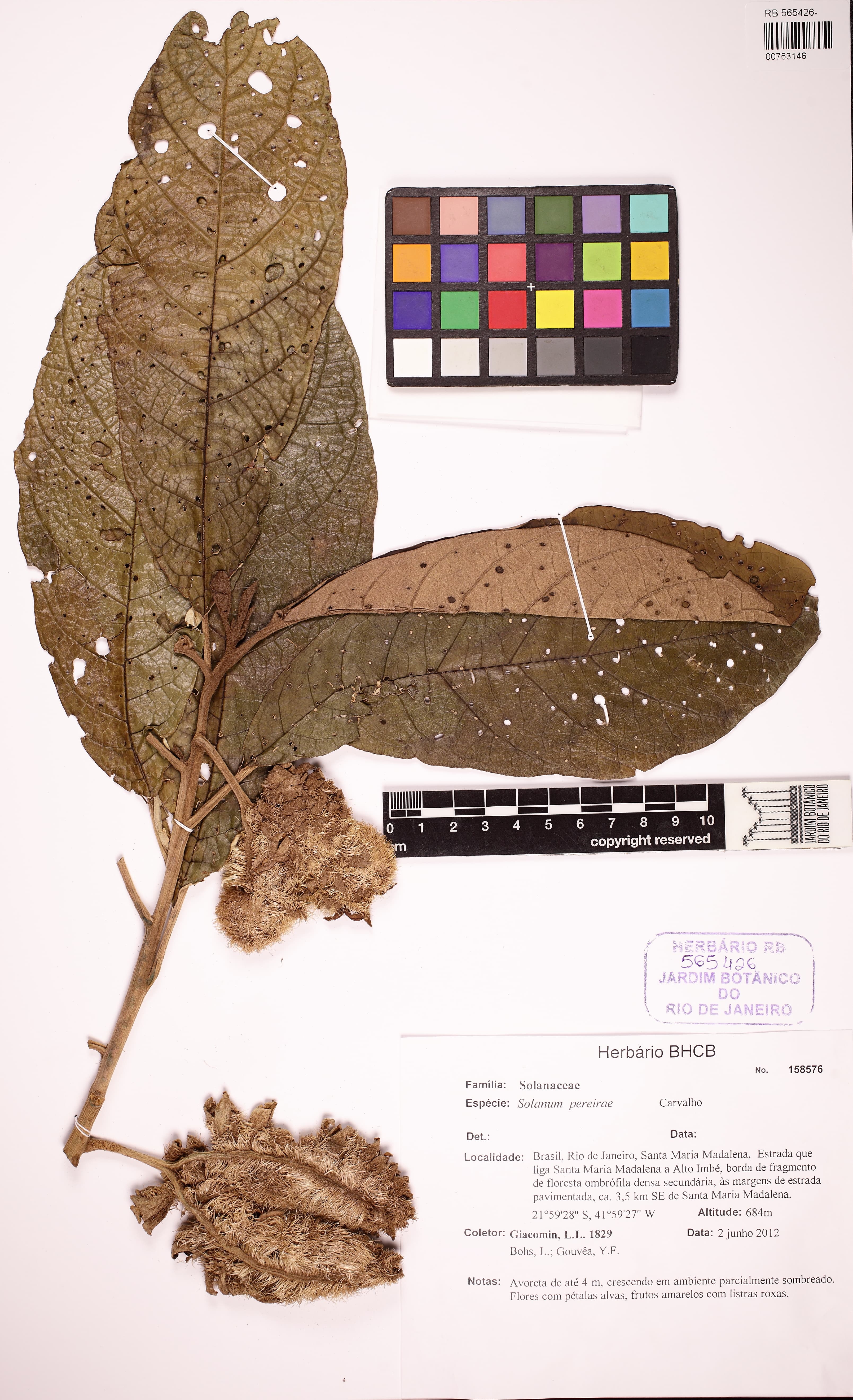 Solanum pereirae