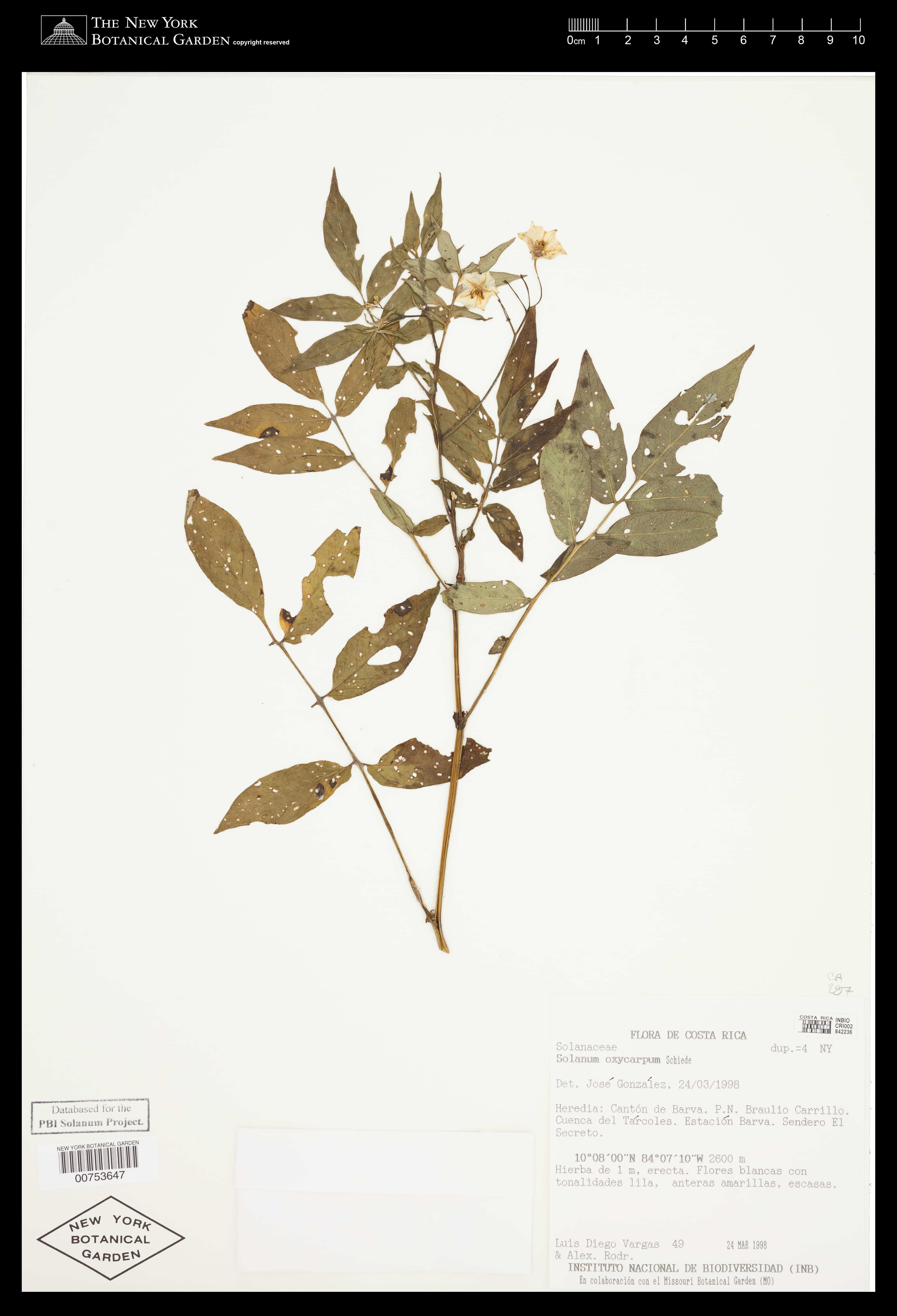 Solanum oxycarpum