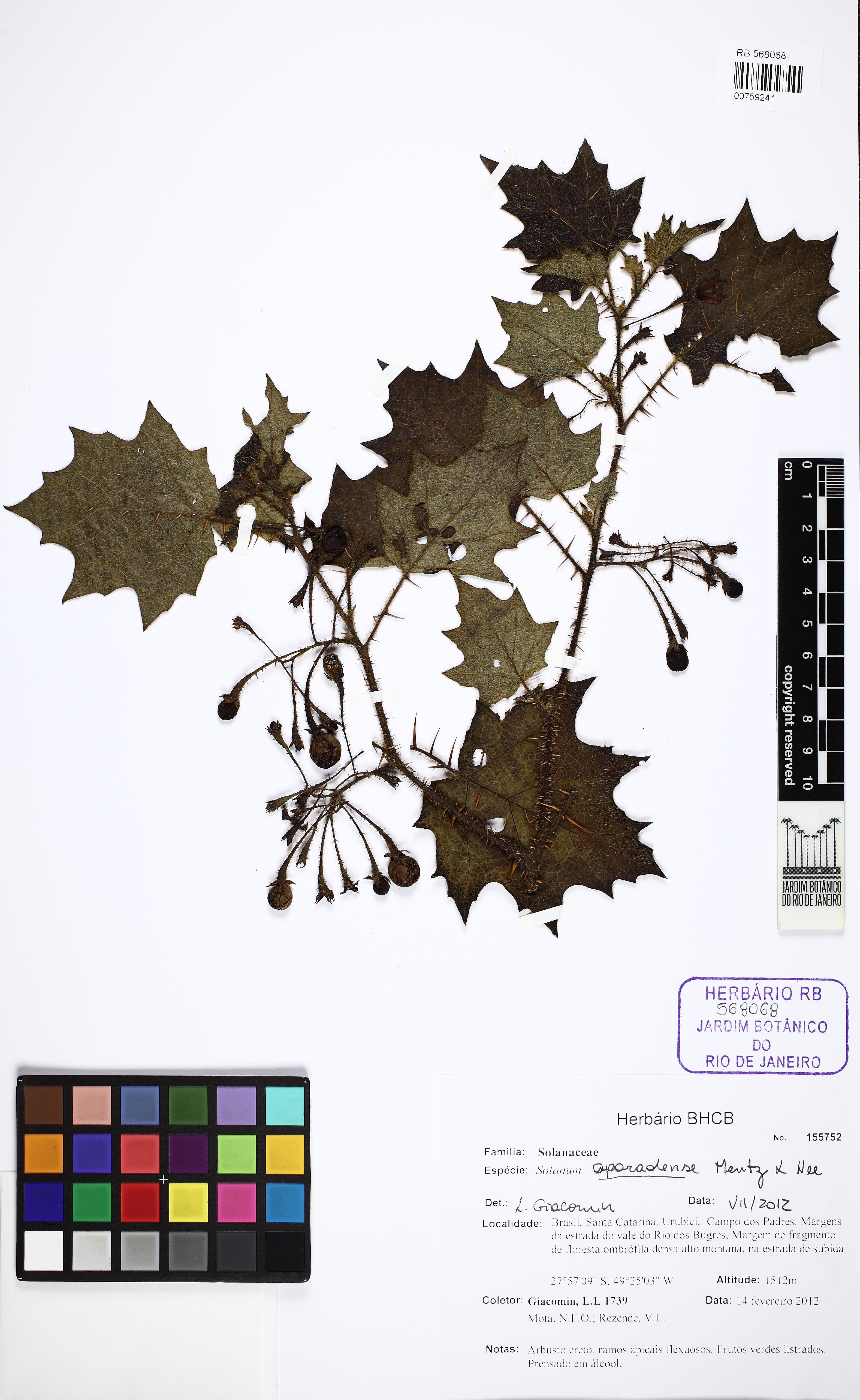 Solanum aparadense