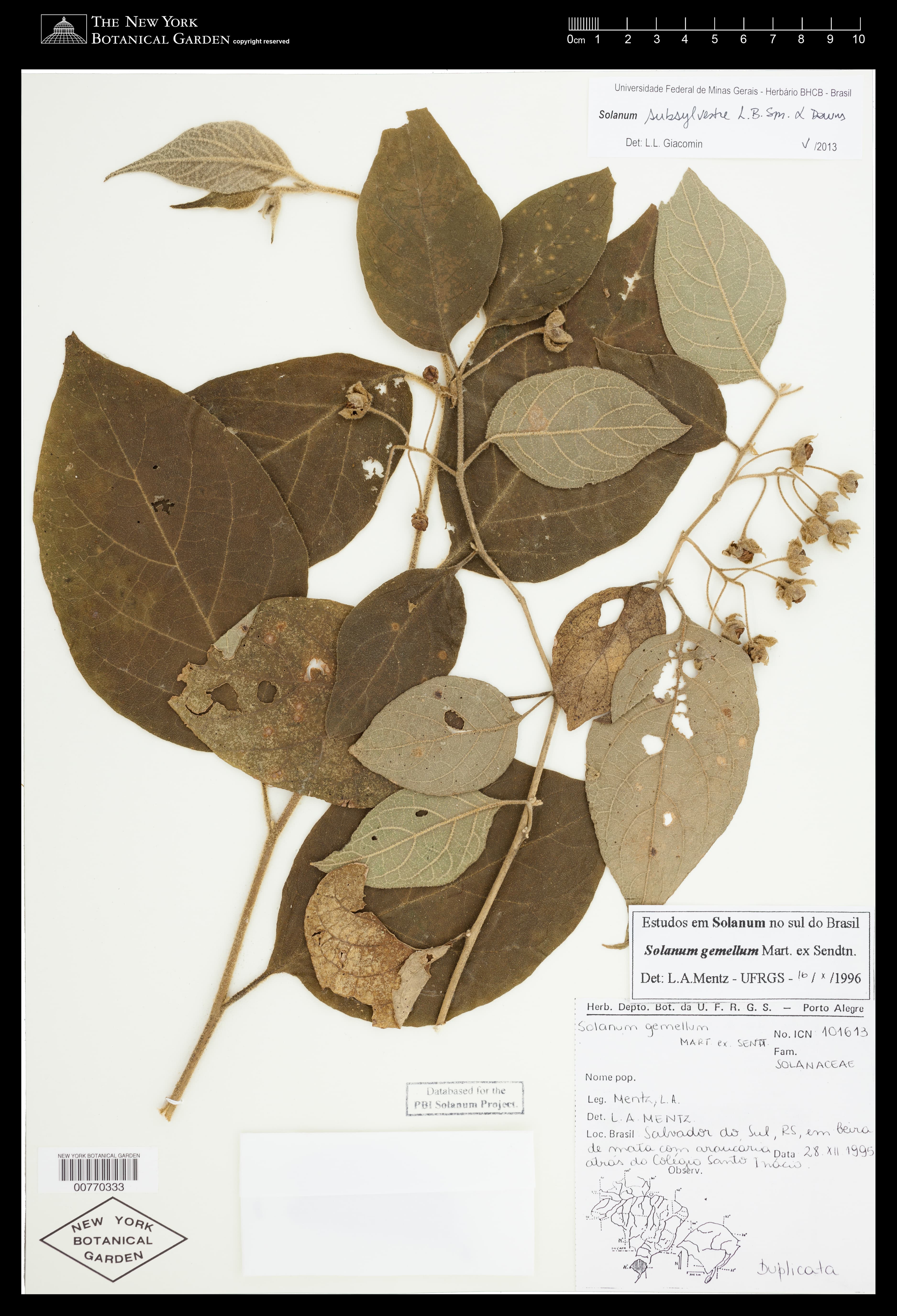 Solanum subsylvestre