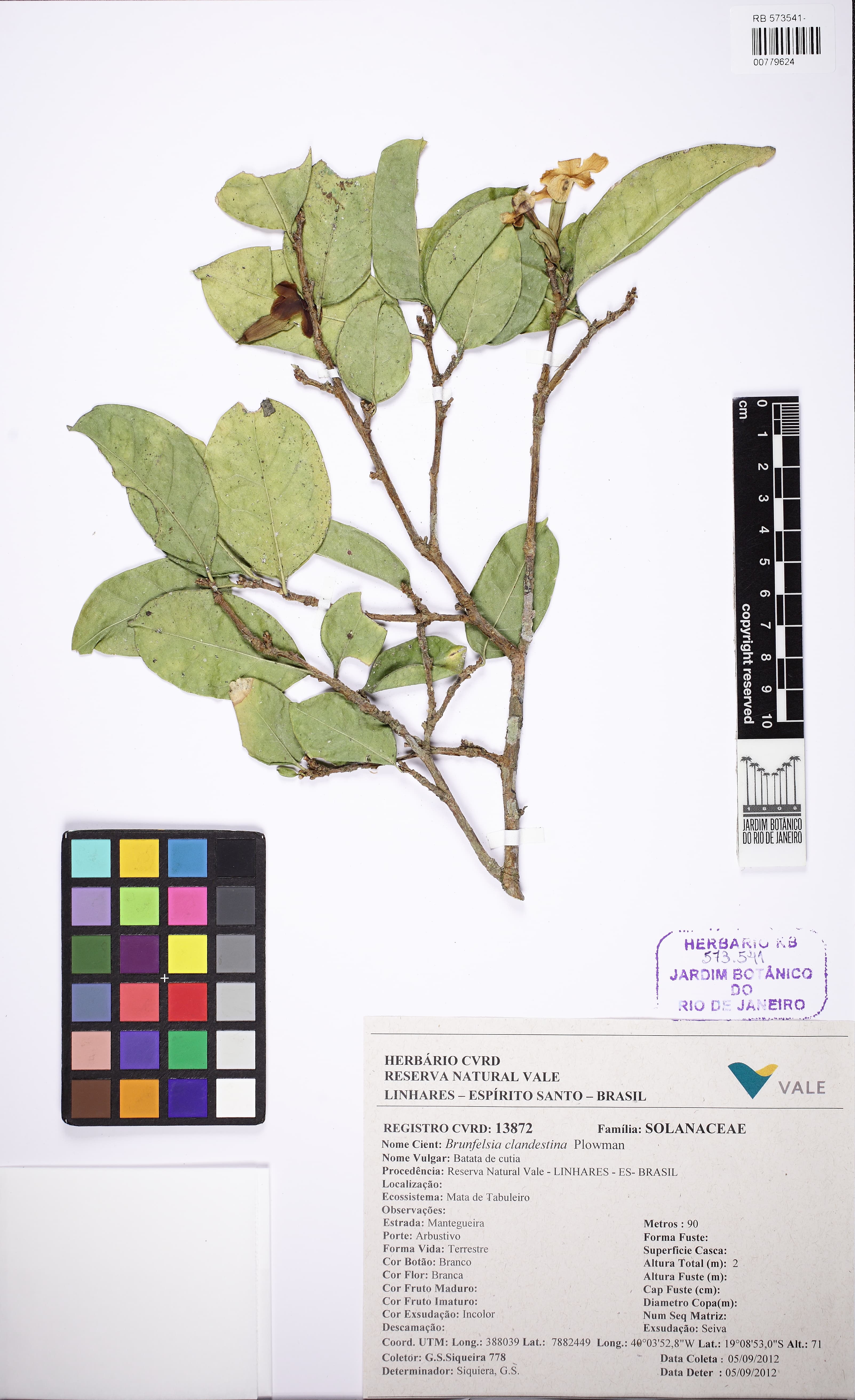 Brunfelsia clandestina