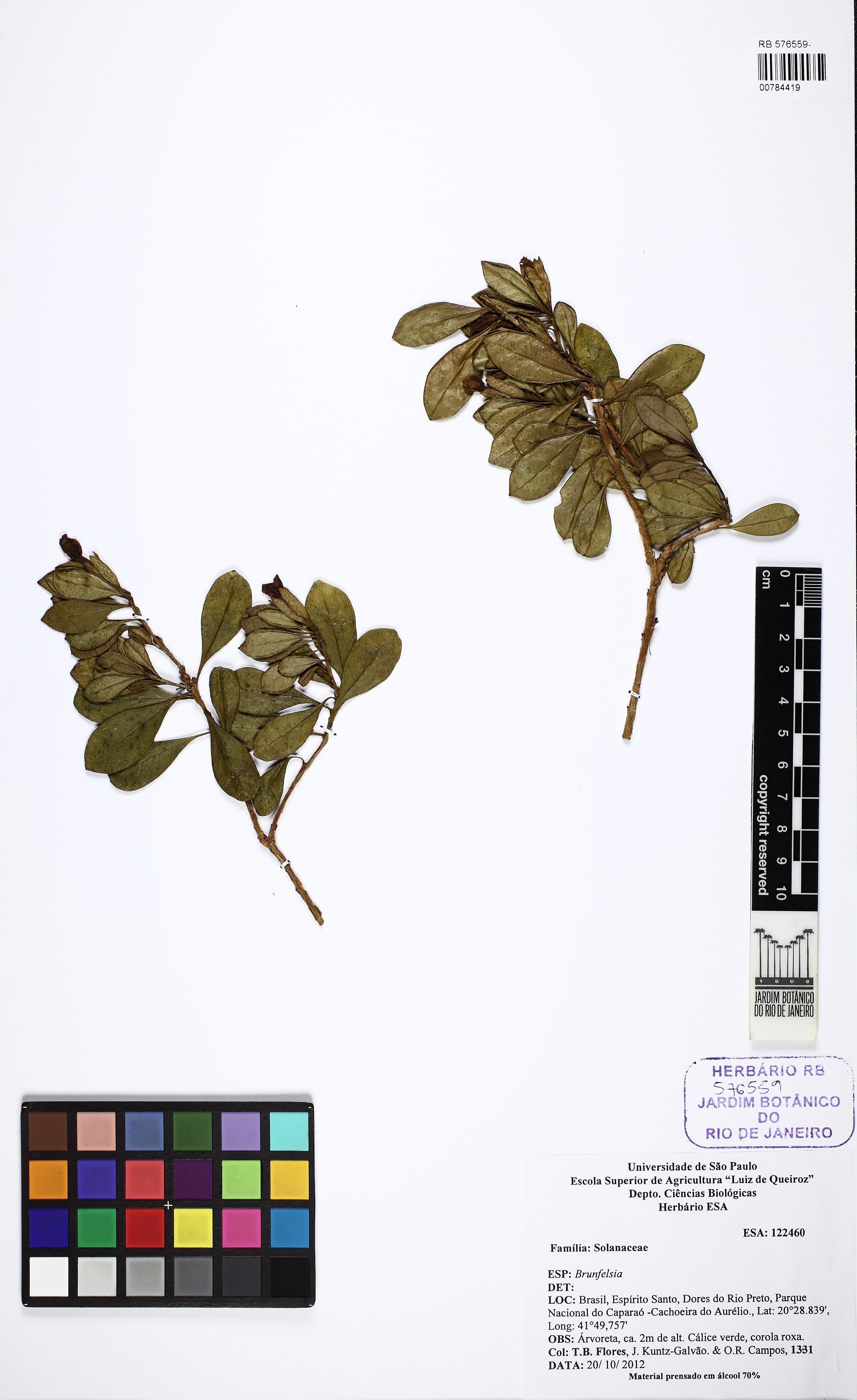 Brunfelsia obovata