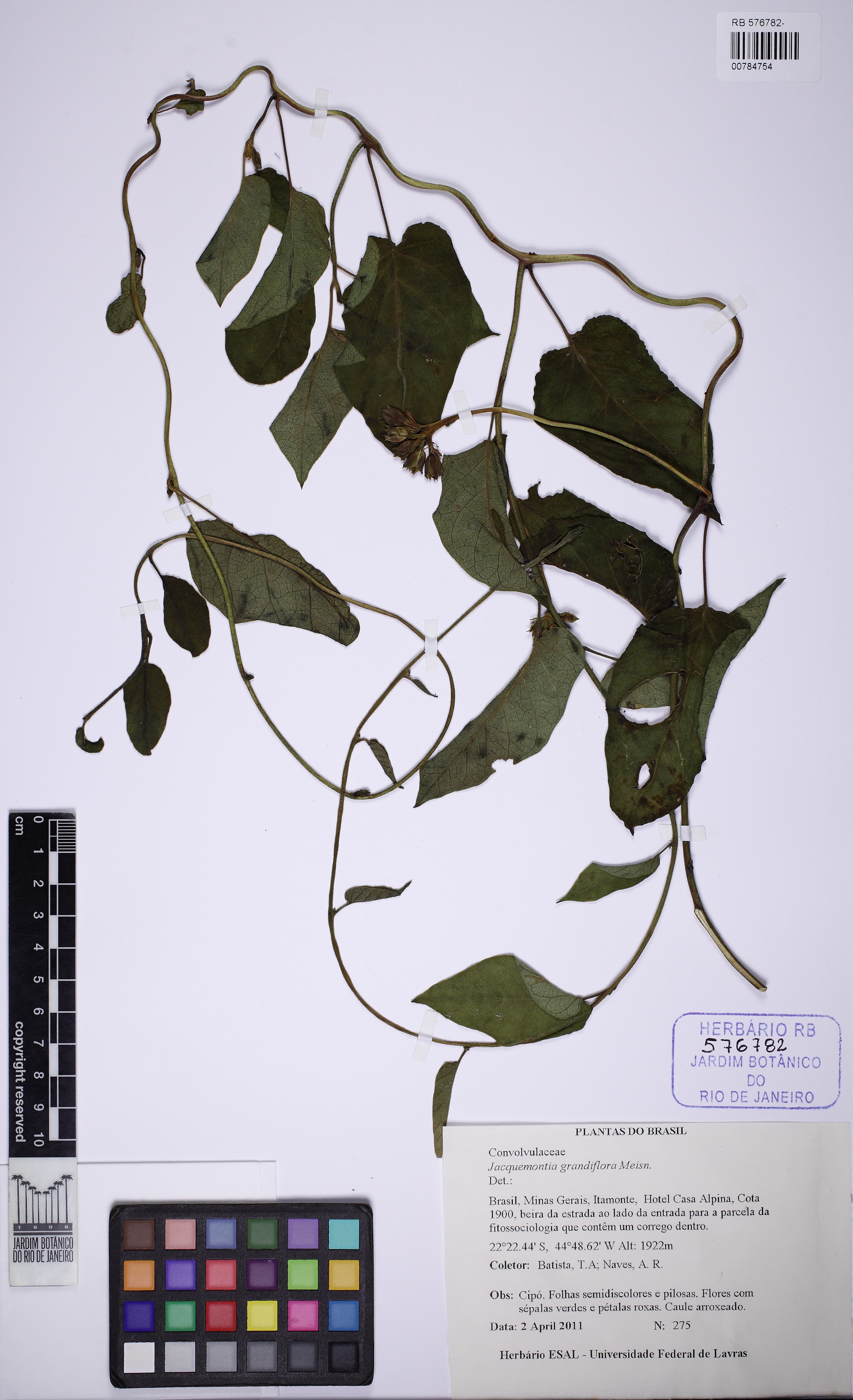 Jacquemontia velloziana