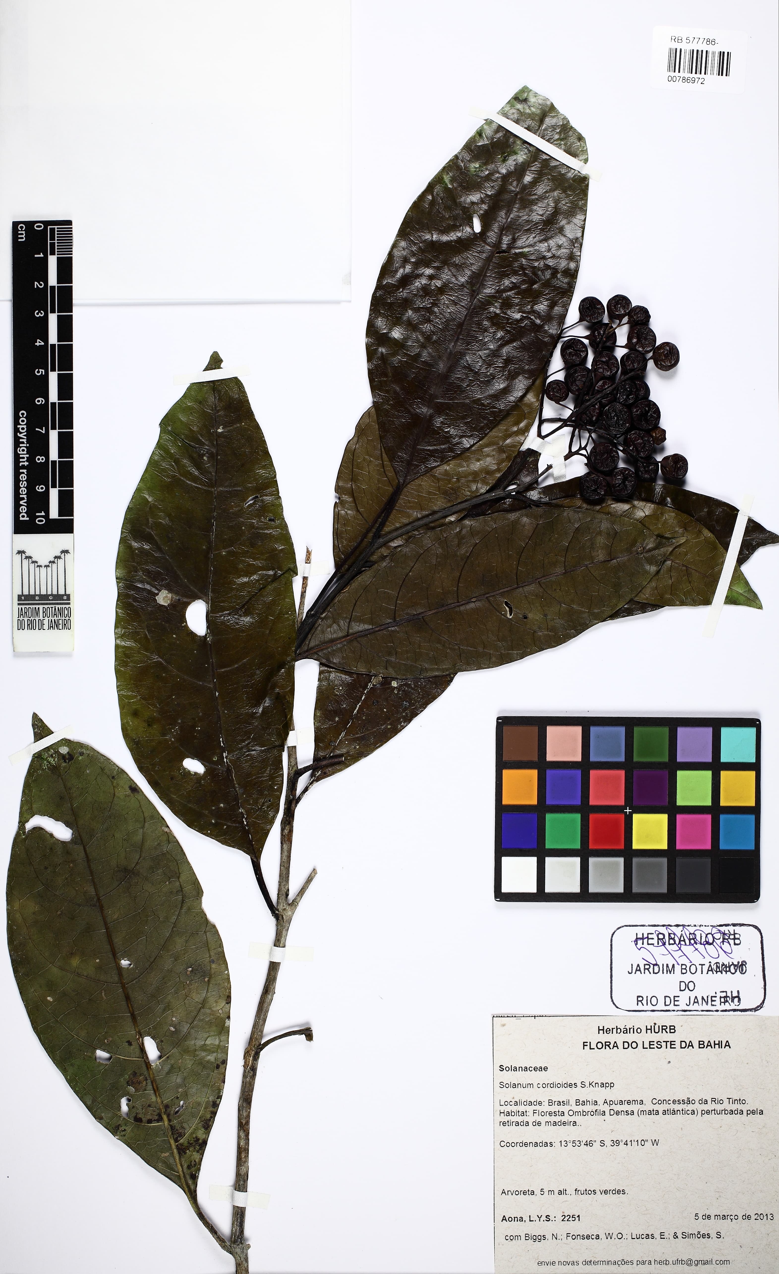 Solanum cordioides