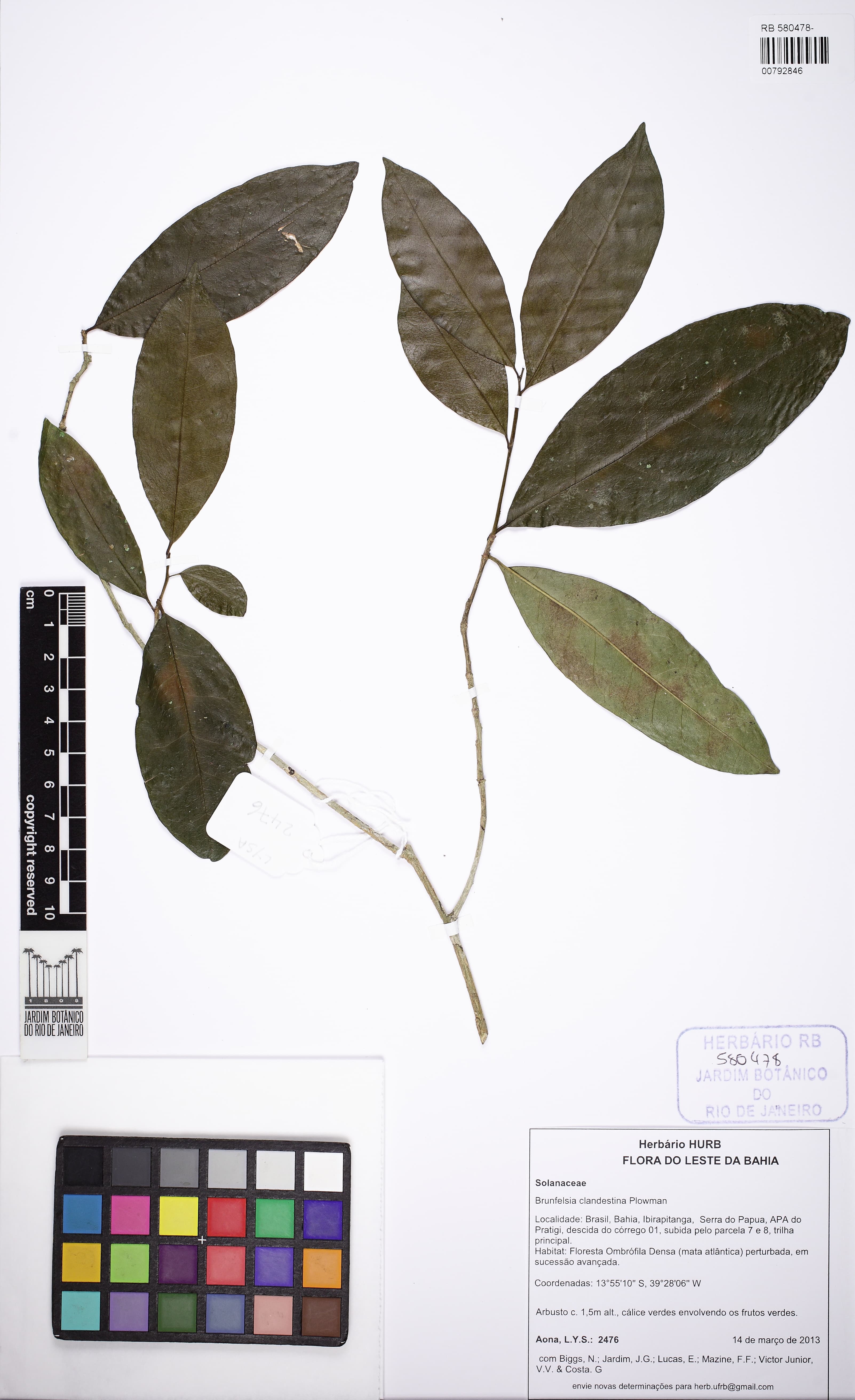 Brunfelsia clandestina
