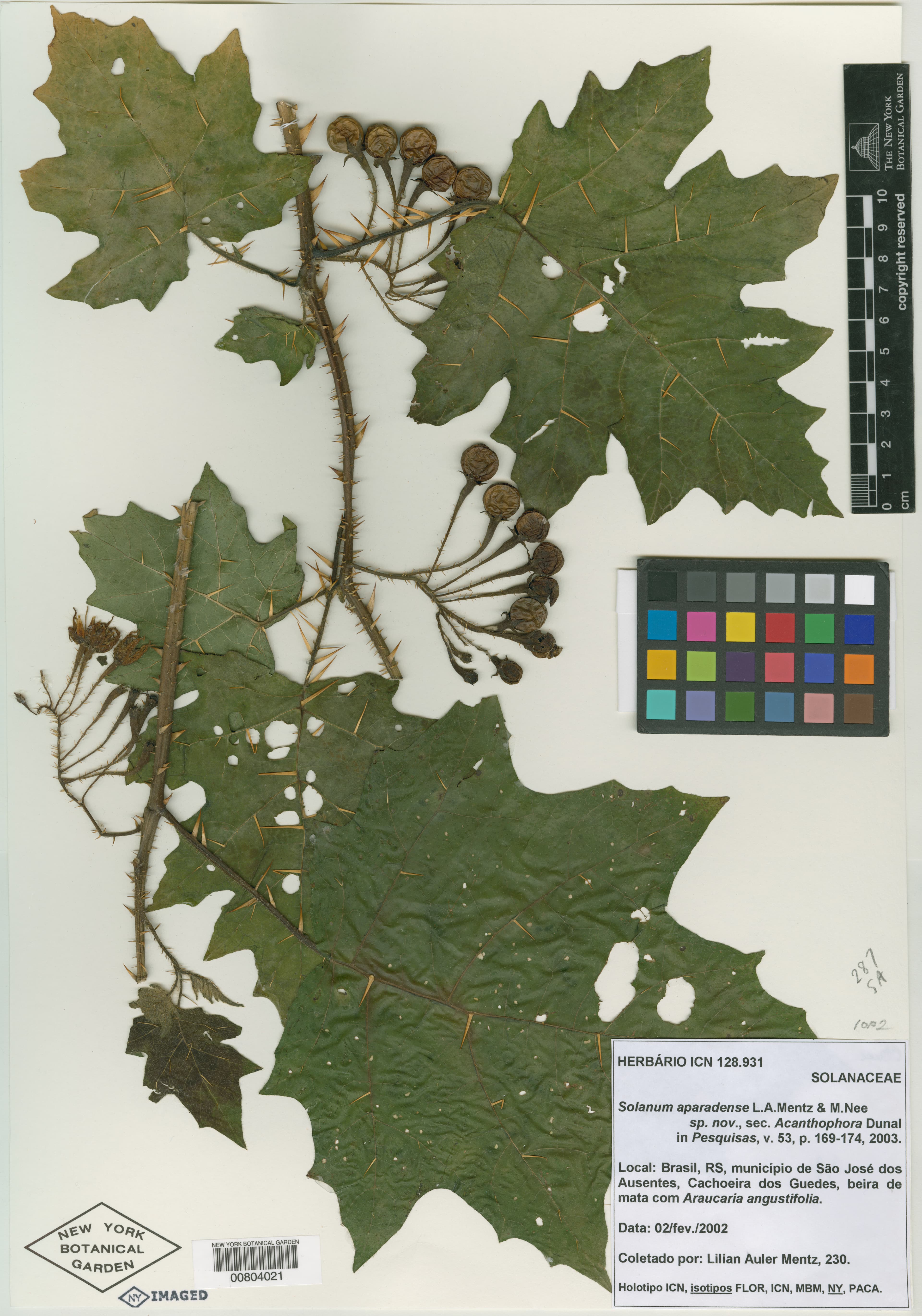 Solanum aparadense