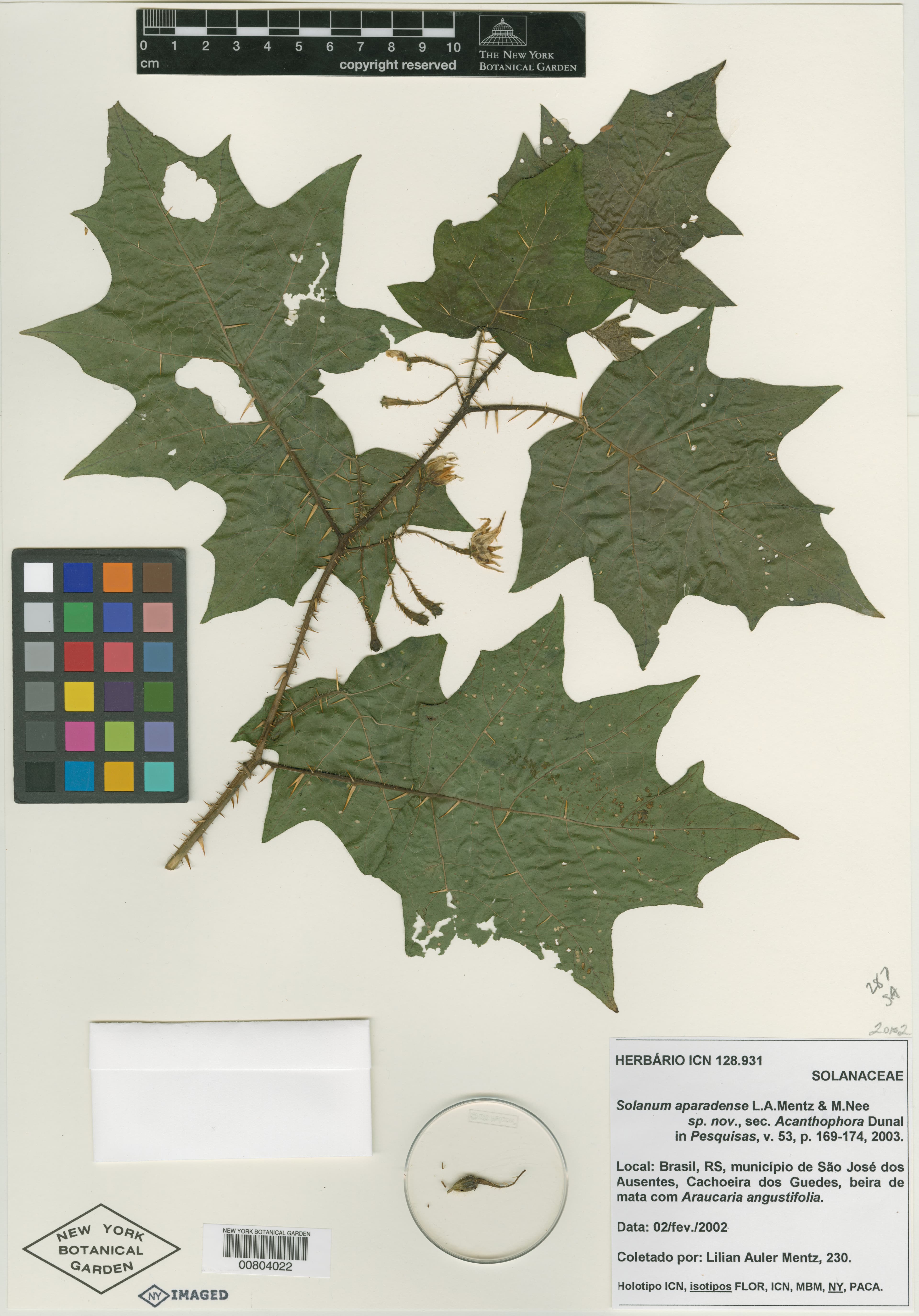 Solanum aparadense